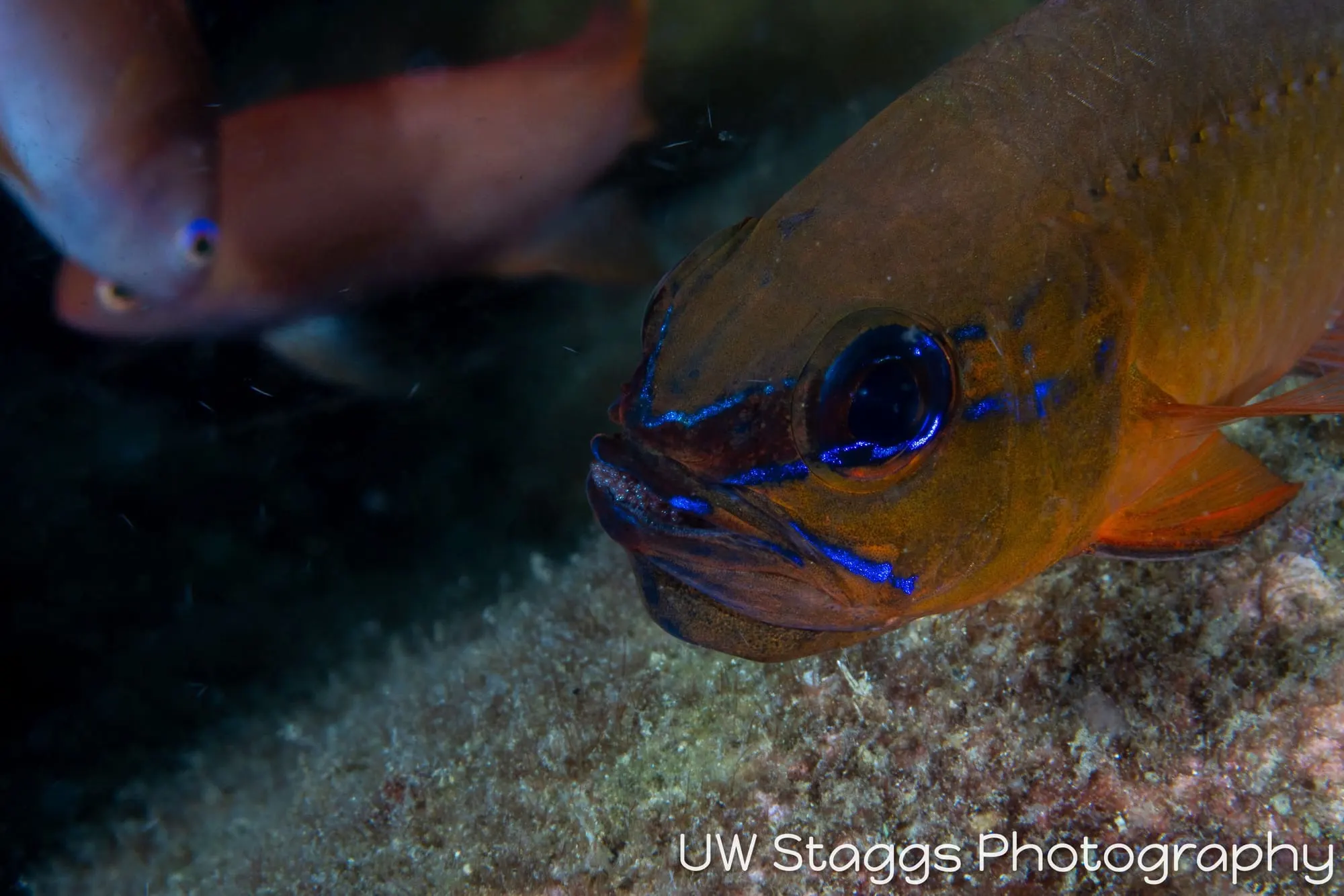 Reef Scene — Anilao, Philippines