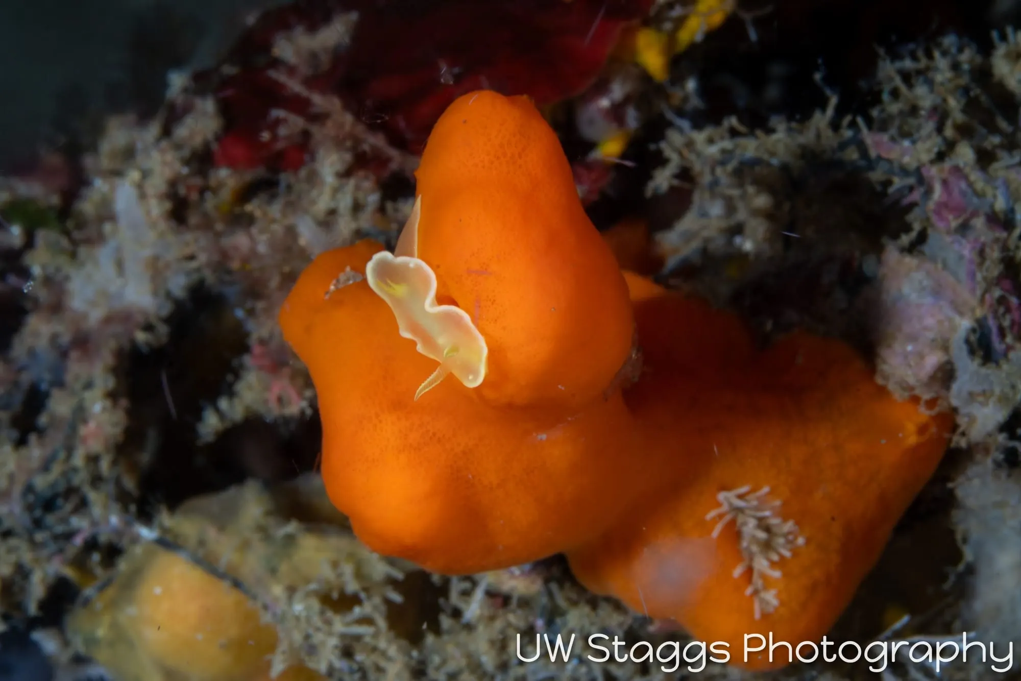 Tunicate — Anilao, Philippines