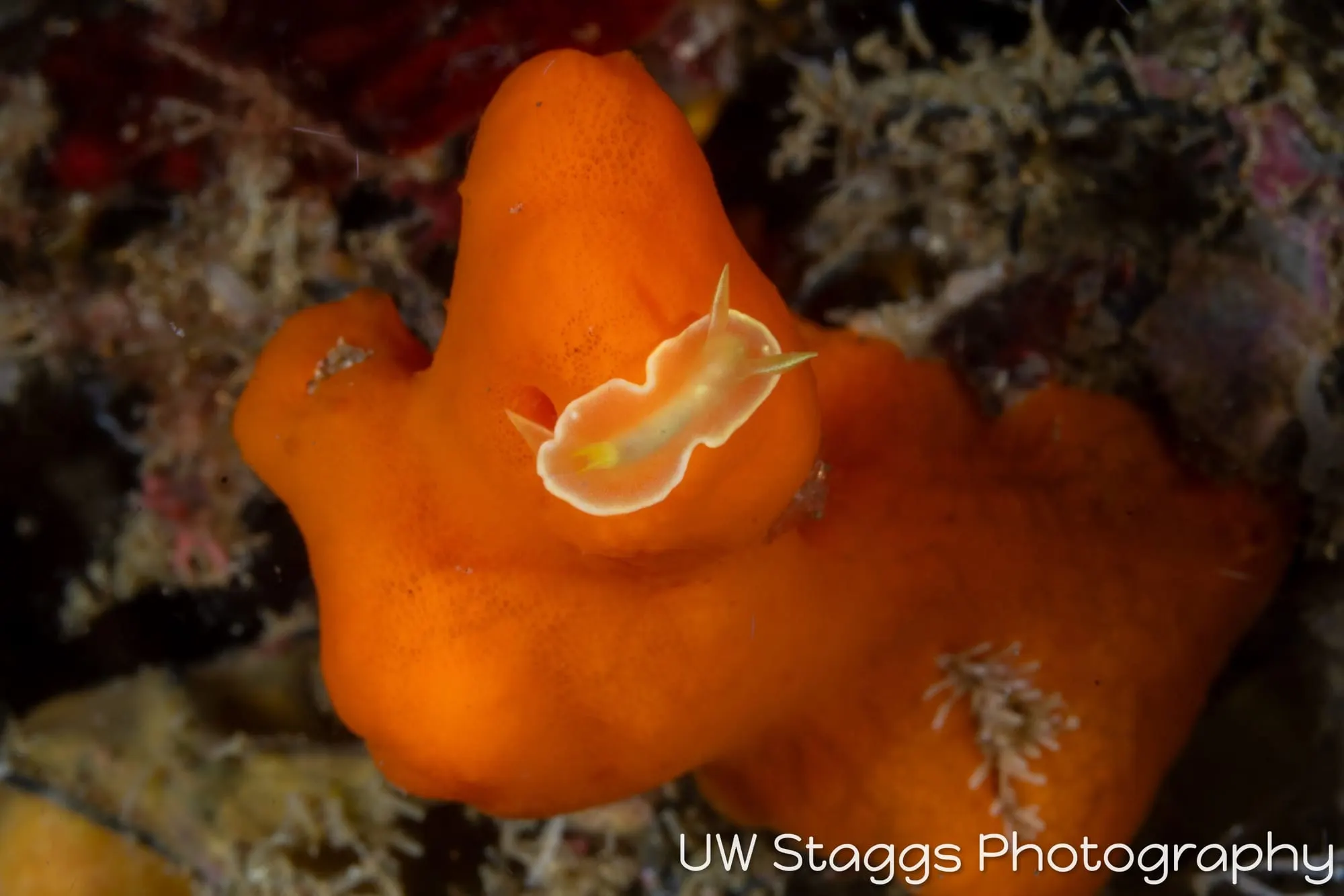 Tunicate — Anilao, Philippines