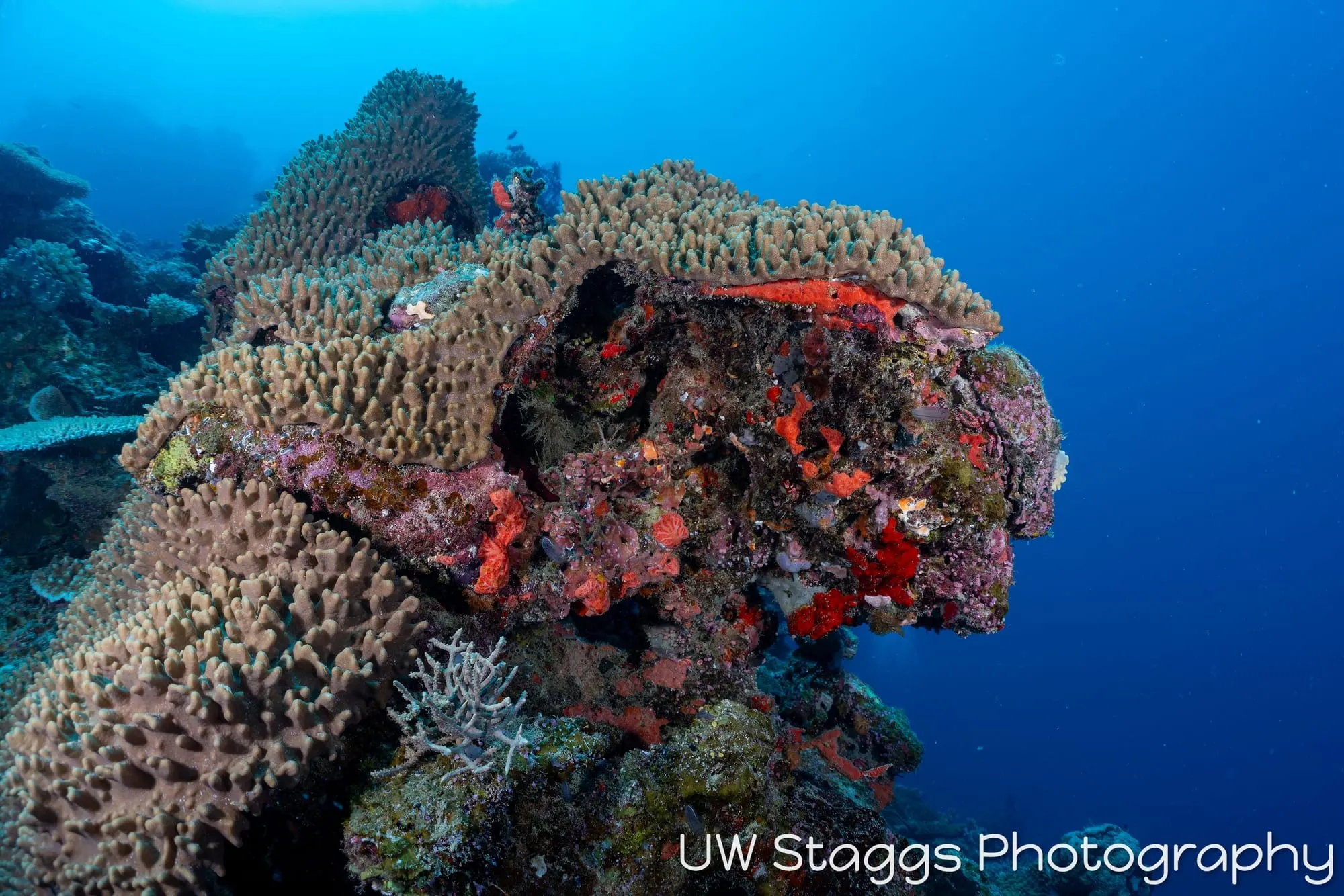 Coral Atoll — Bligh Waters, Fiji