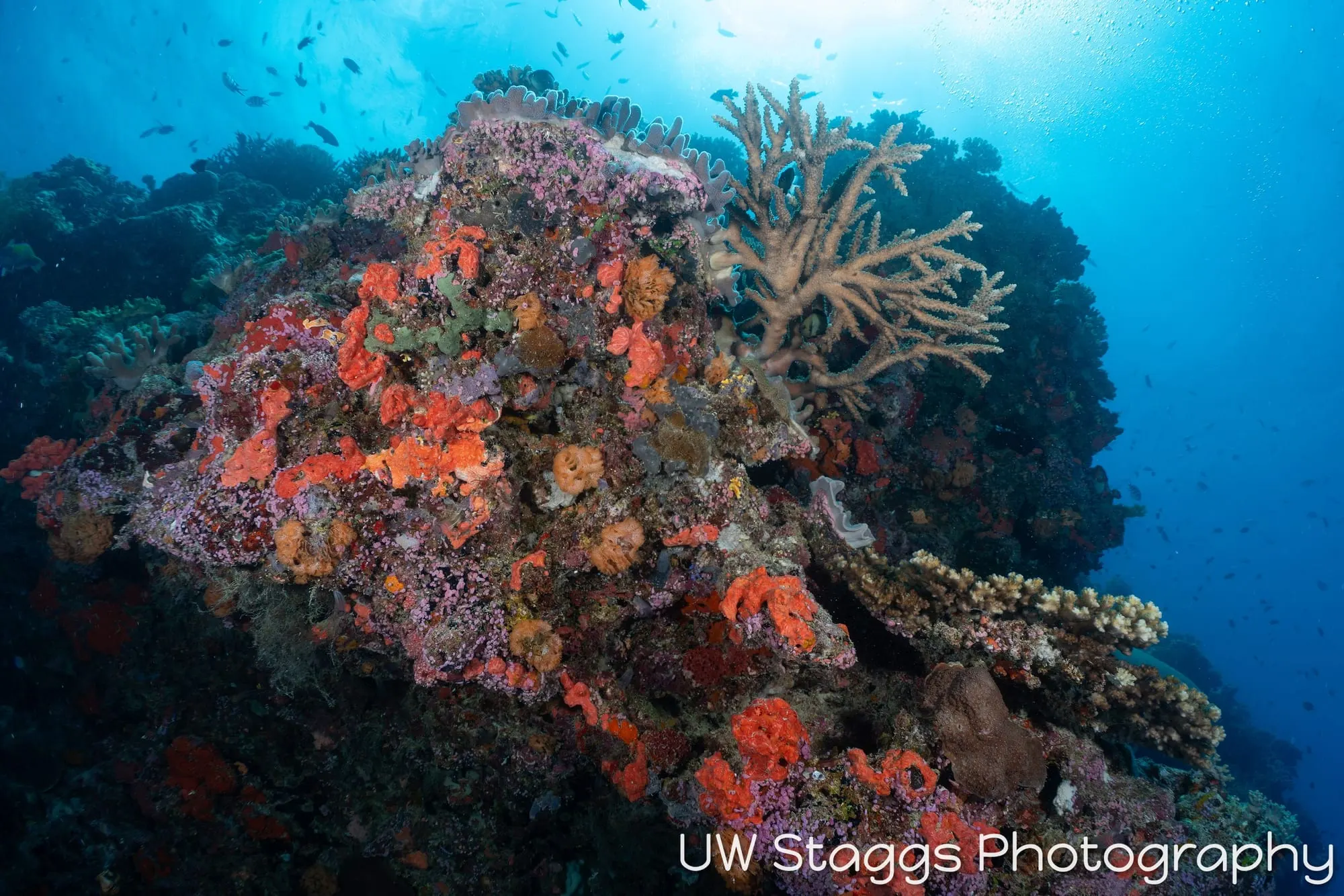Coral Atoll — Bligh Waters, Fiji