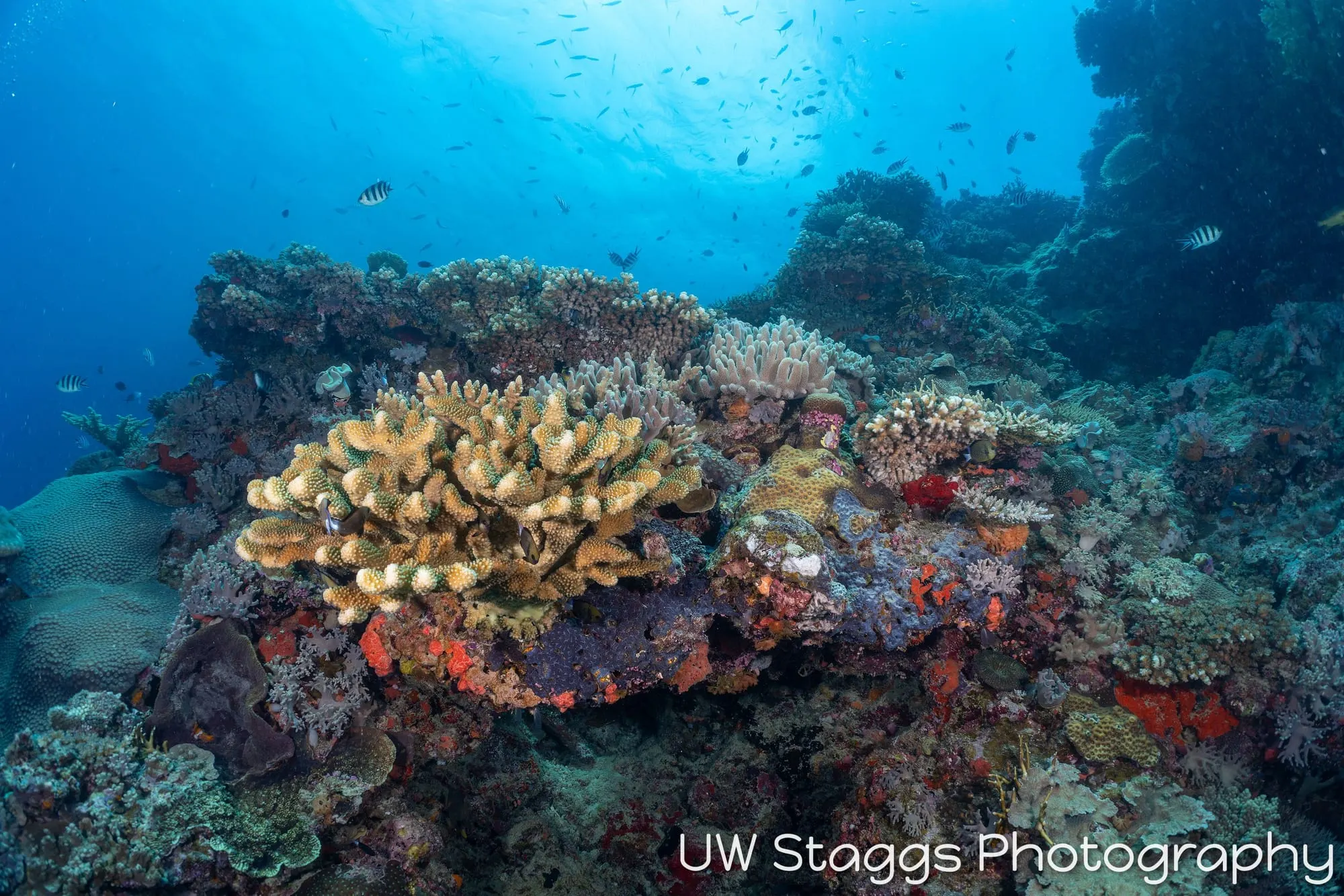 Coral Atoll — Bligh Waters, Fiji