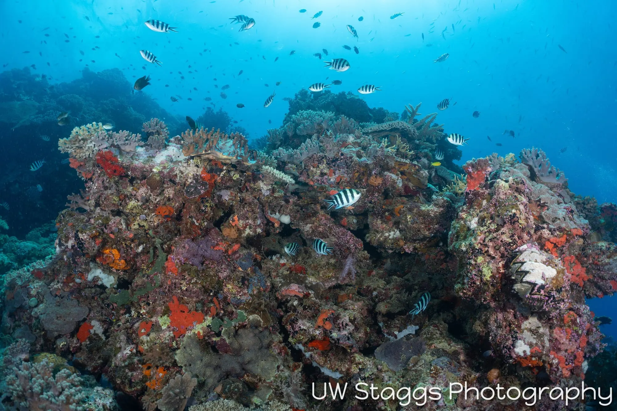Coral Atoll — Bligh Waters, Fiji