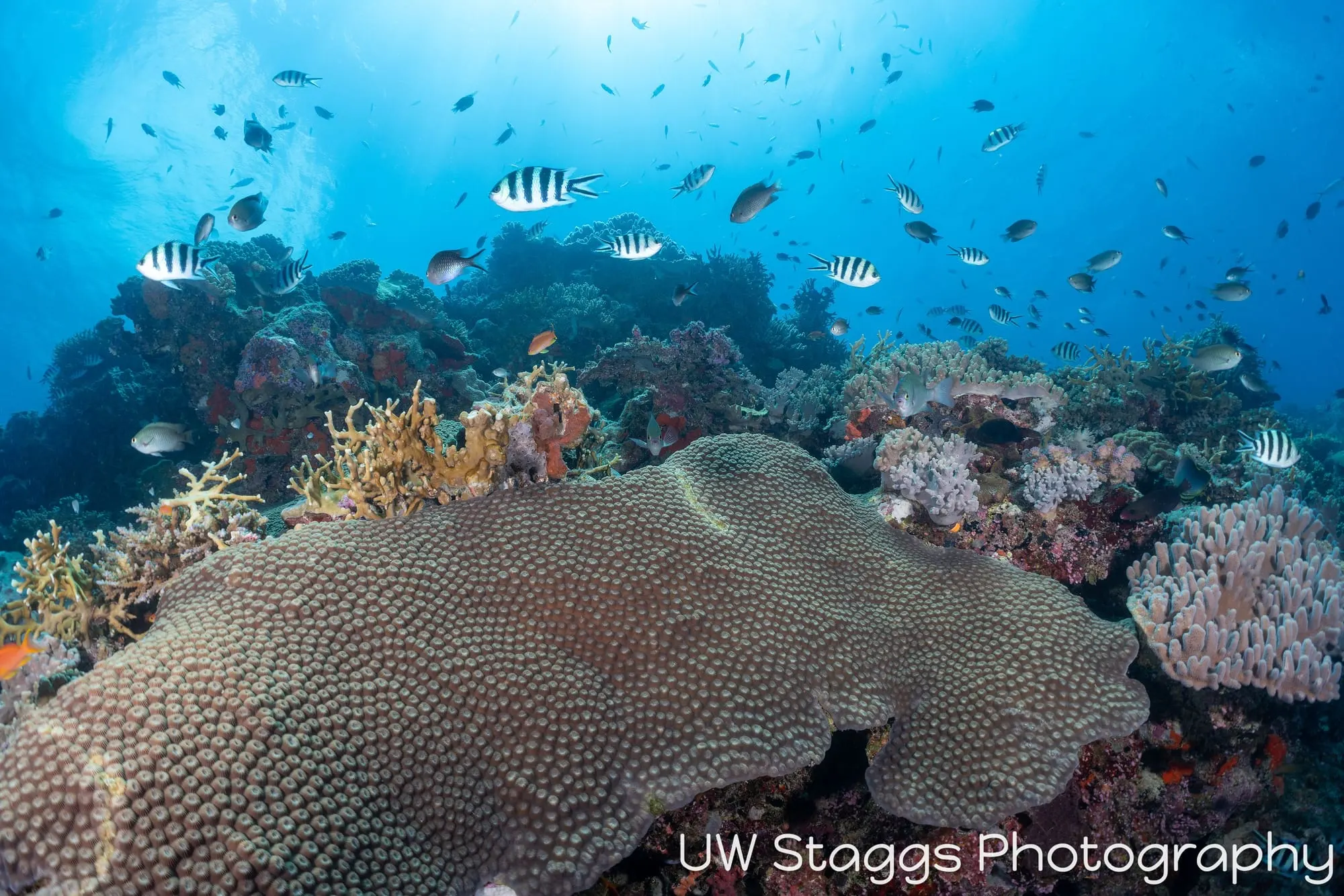 Coral Atoll — Bligh Waters, Fiji