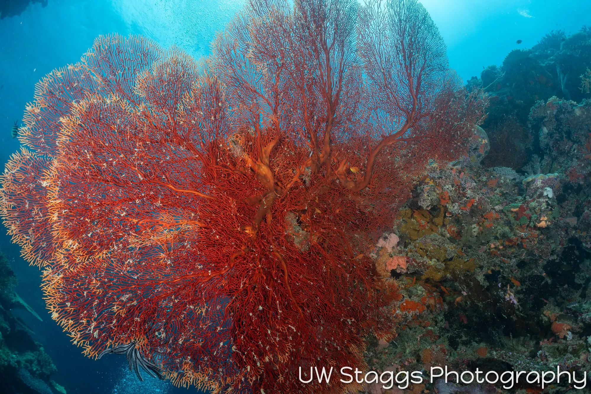 Coral Atoll — Bligh Waters, Fiji