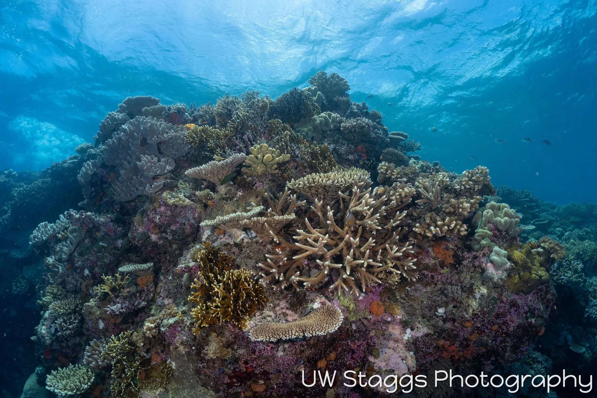 Coral Atoll — Bligh Waters, Fiji