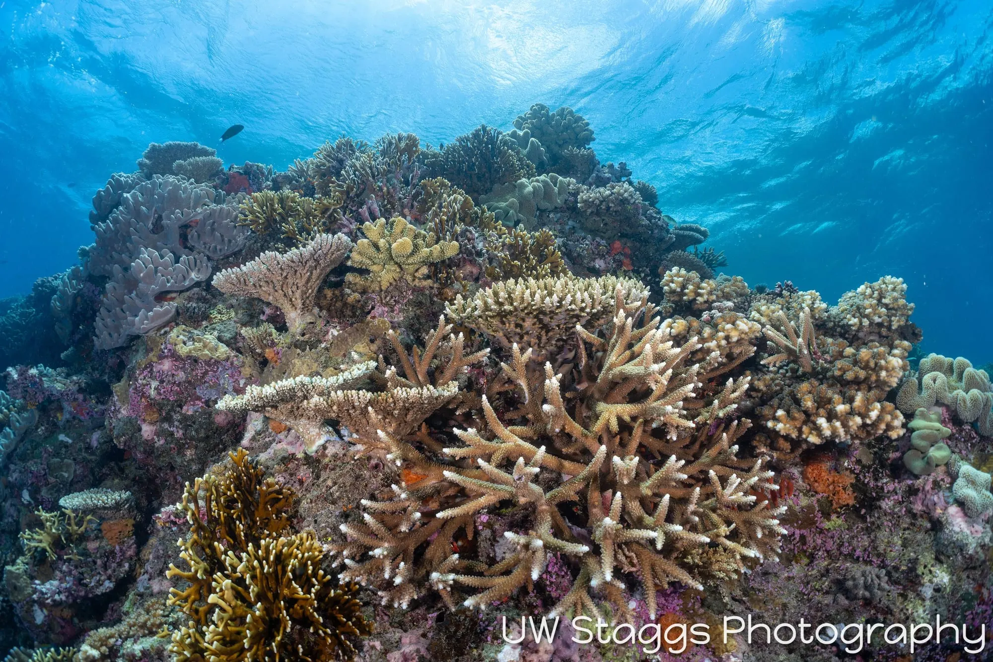 Coral Atoll — Bligh Waters, Fiji