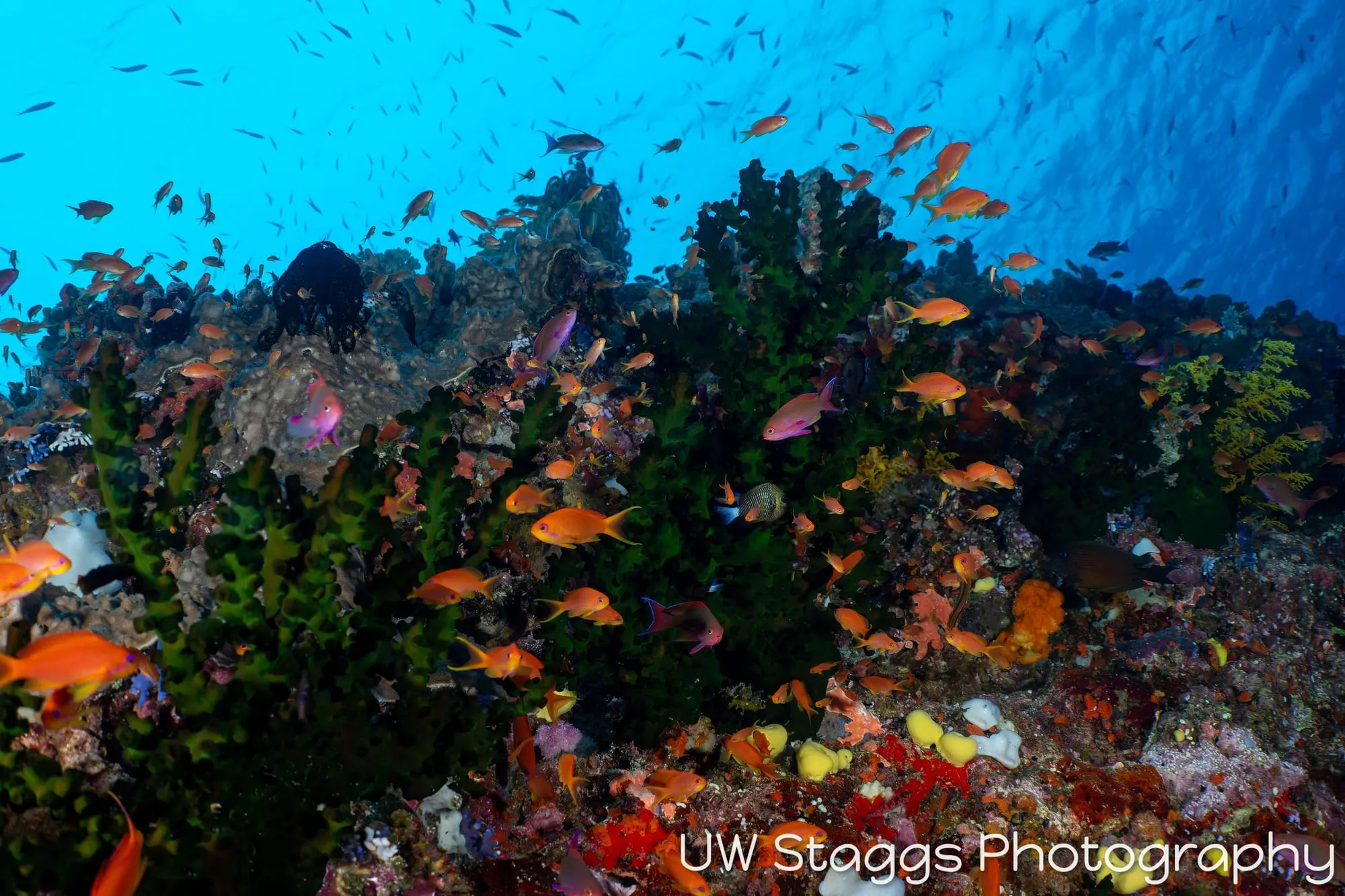Coral Atoll — Bligh Waters, Fiji