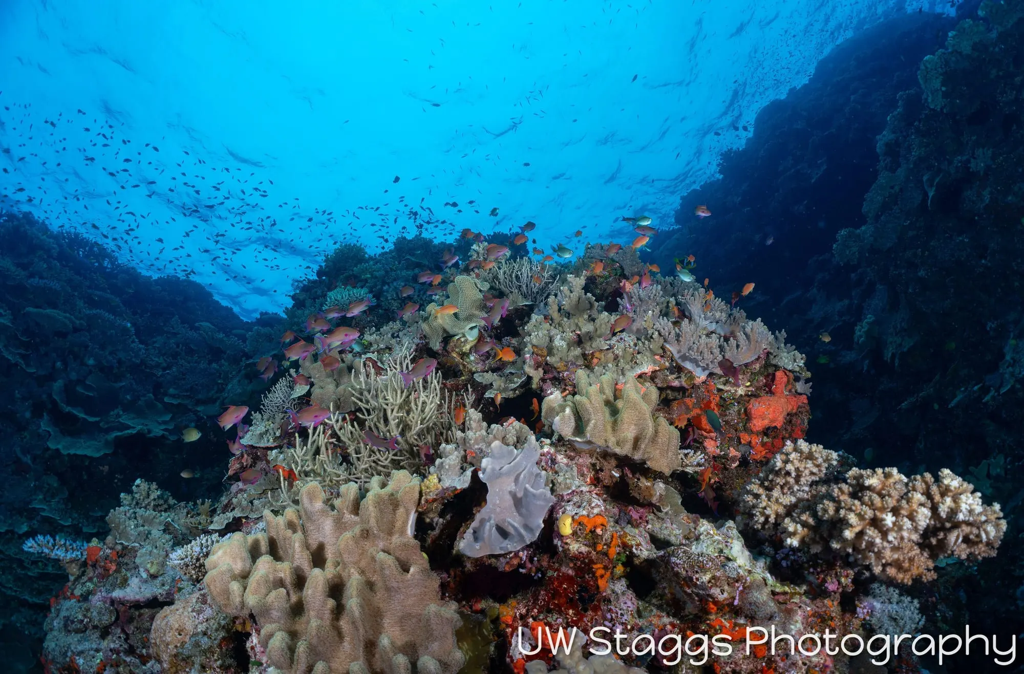 Coral Atoll — Bligh Waters, Fiji