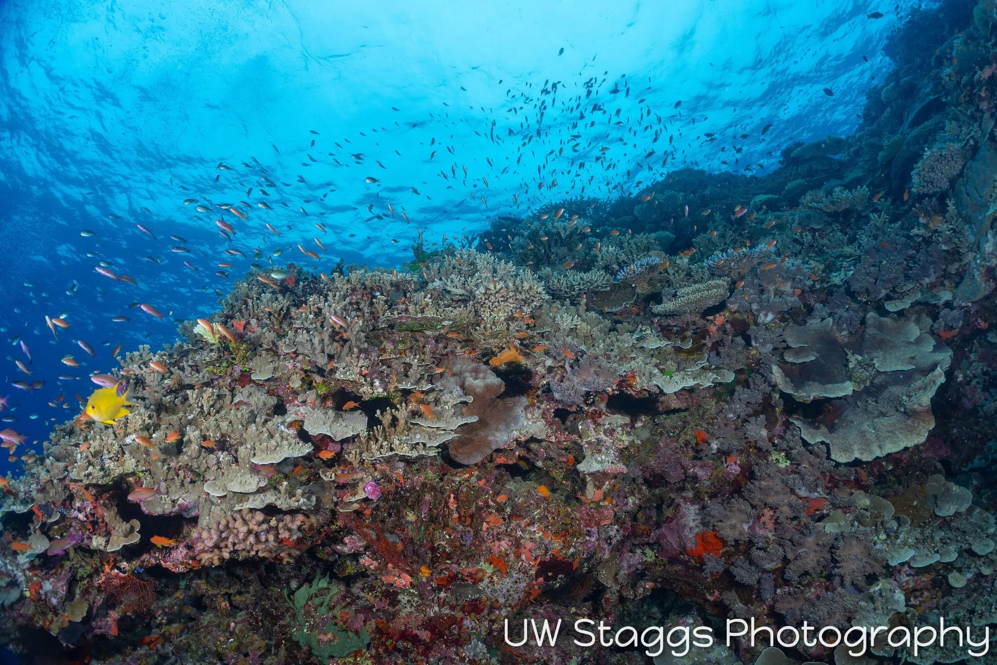 Coral Atoll — Bligh Waters, Fiji