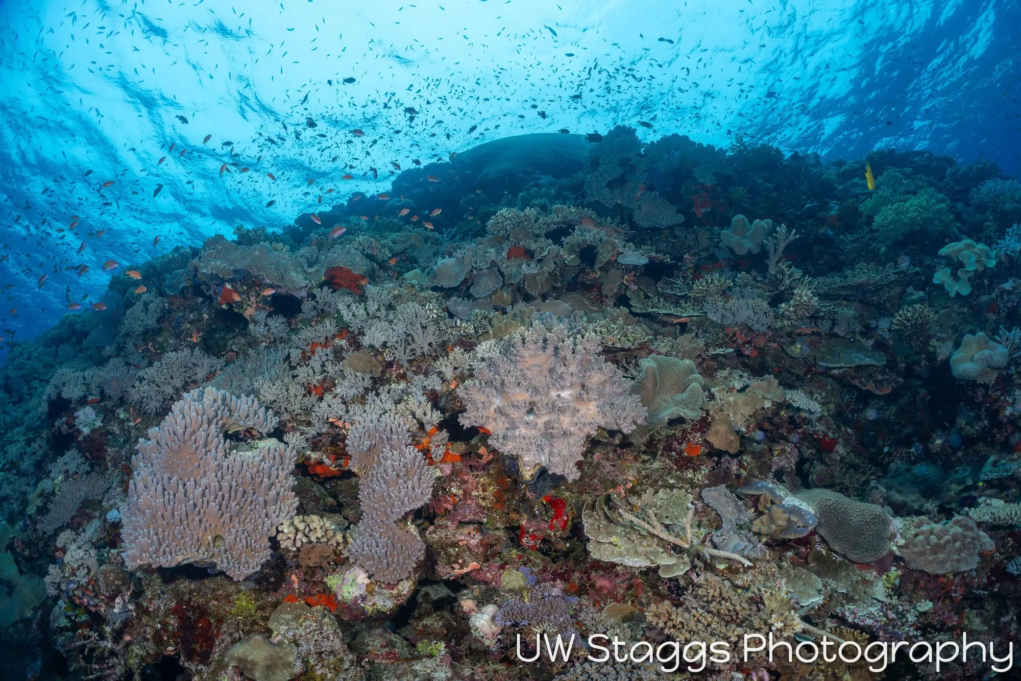 Coral Atoll — Bligh Waters, Fiji