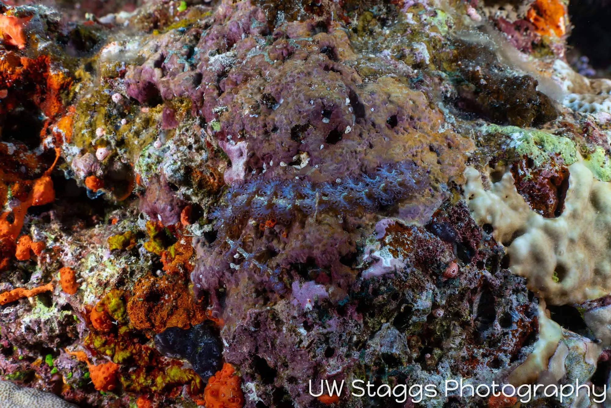 Tunicate — Bligh Waters, Fiji