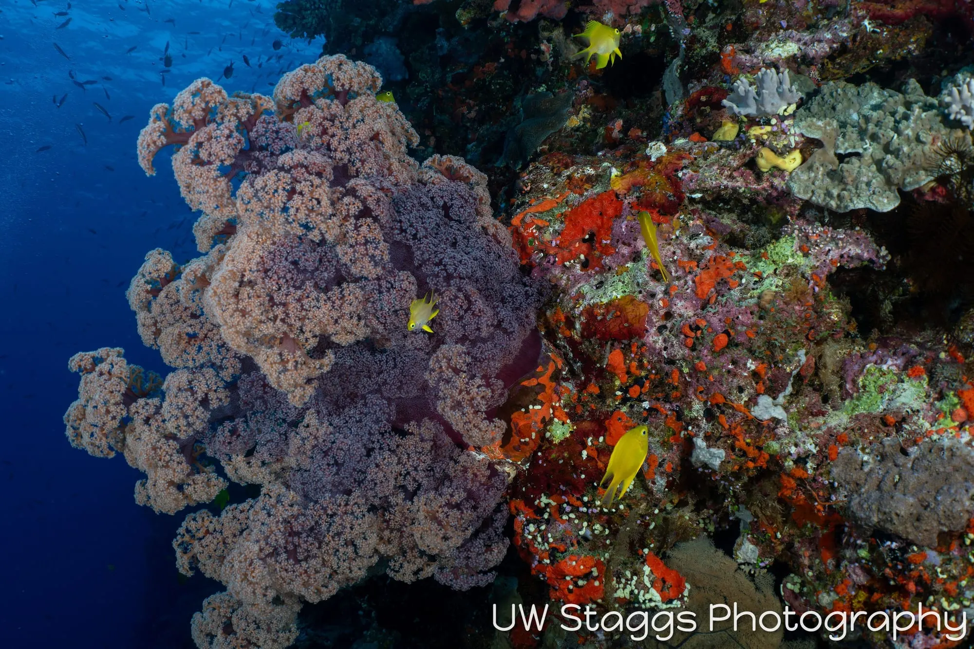 Coral Atoll — Bligh Waters, Fiji