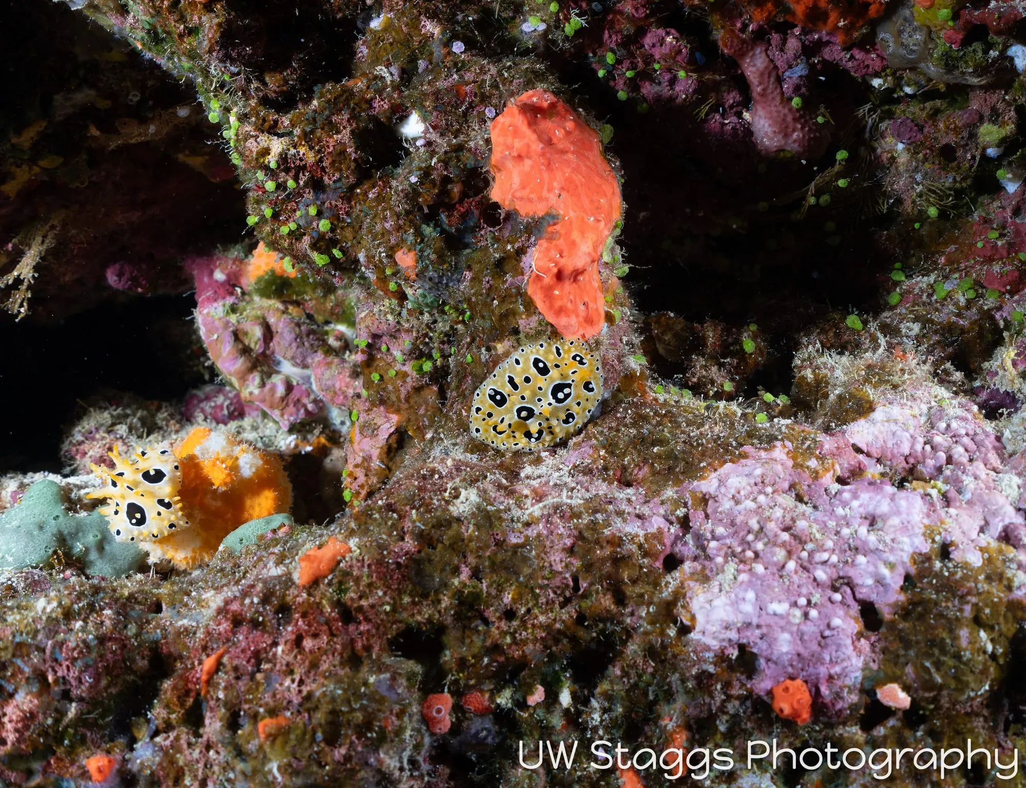 Reef Scene — Bligh Waters, Fiji