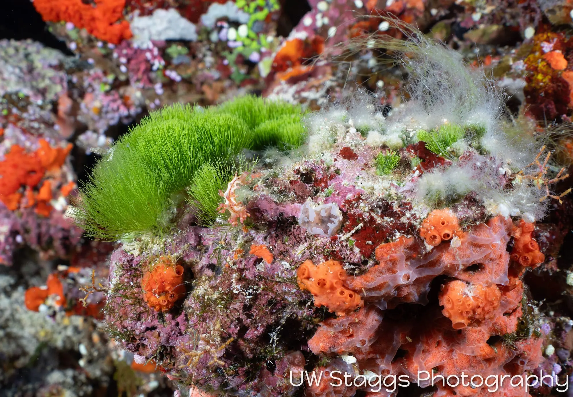 Tunicate — Bligh Waters, Fiji
