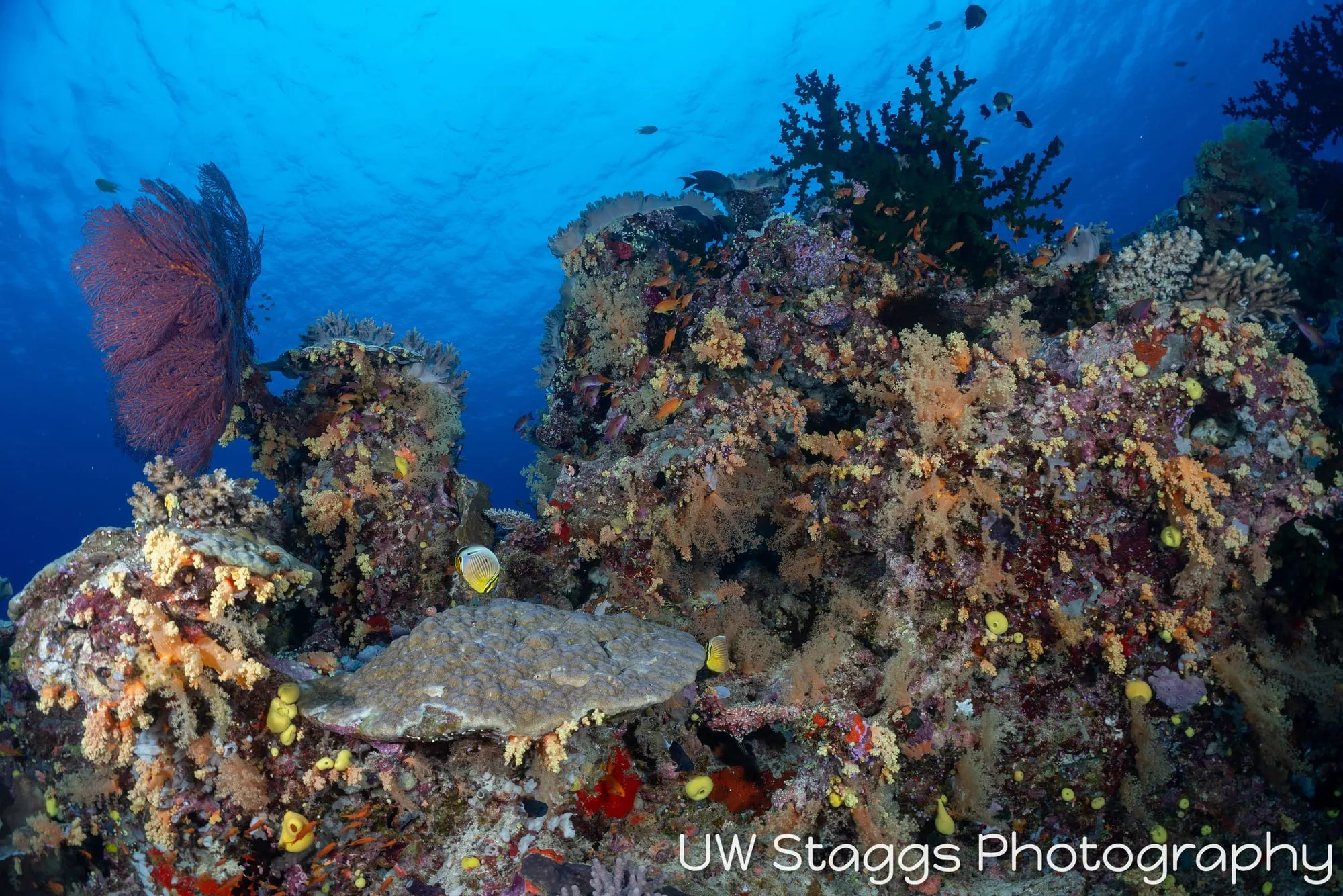 Coral Atoll — Bligh Waters, Fiji