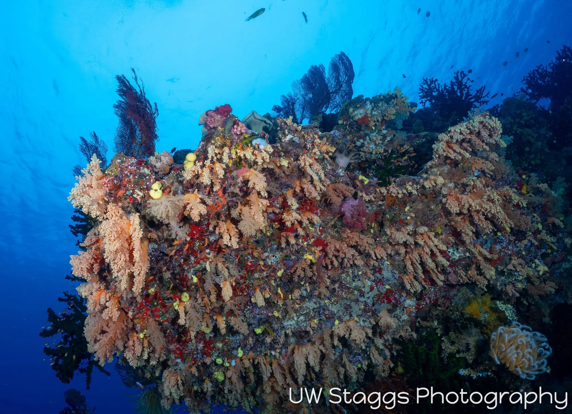 Coral Atoll — Bligh Waters, Fiji