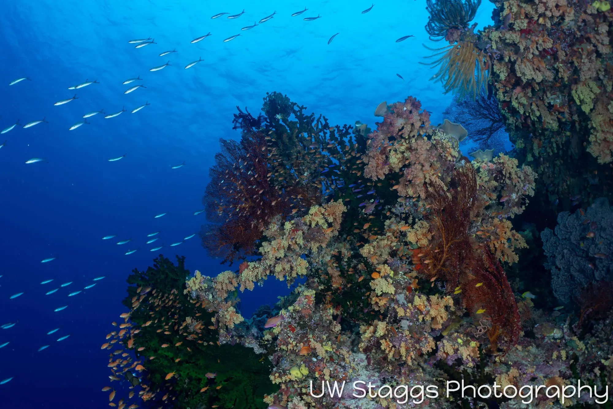 Coral Atoll — Bligh Waters, Fiji