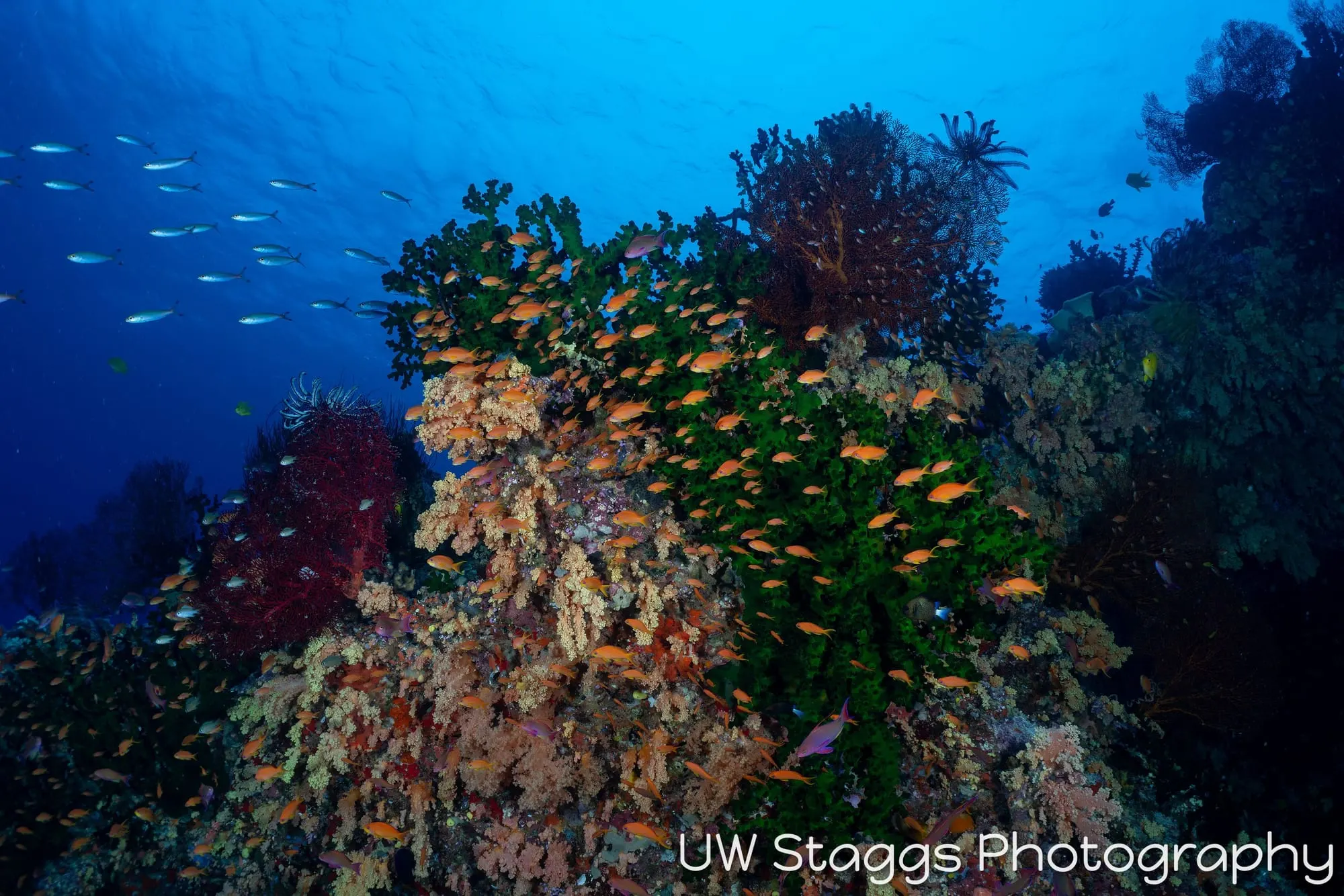 Coral Atoll — Bligh Waters, Fiji