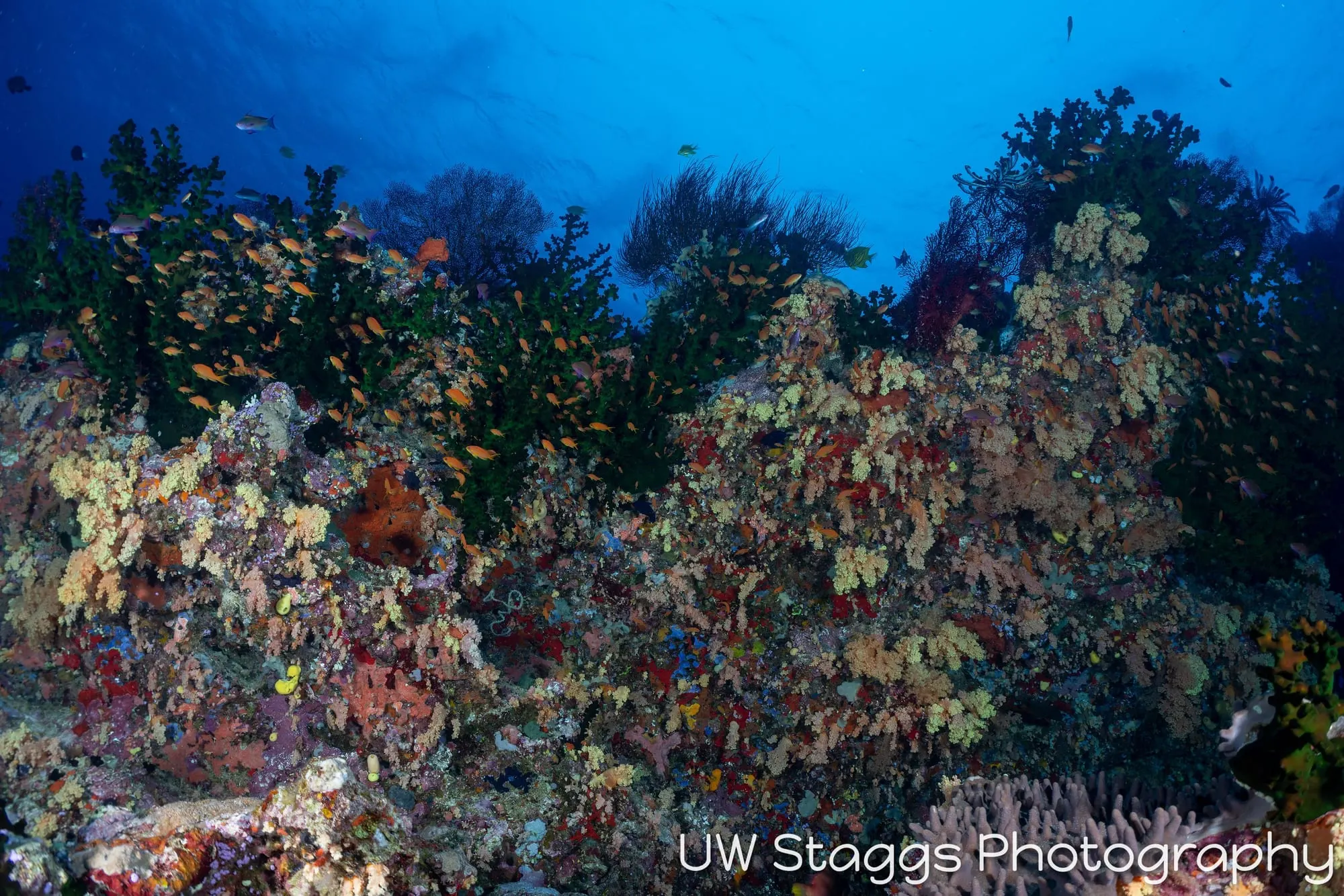 Coral Atoll — Bligh Waters, Fiji