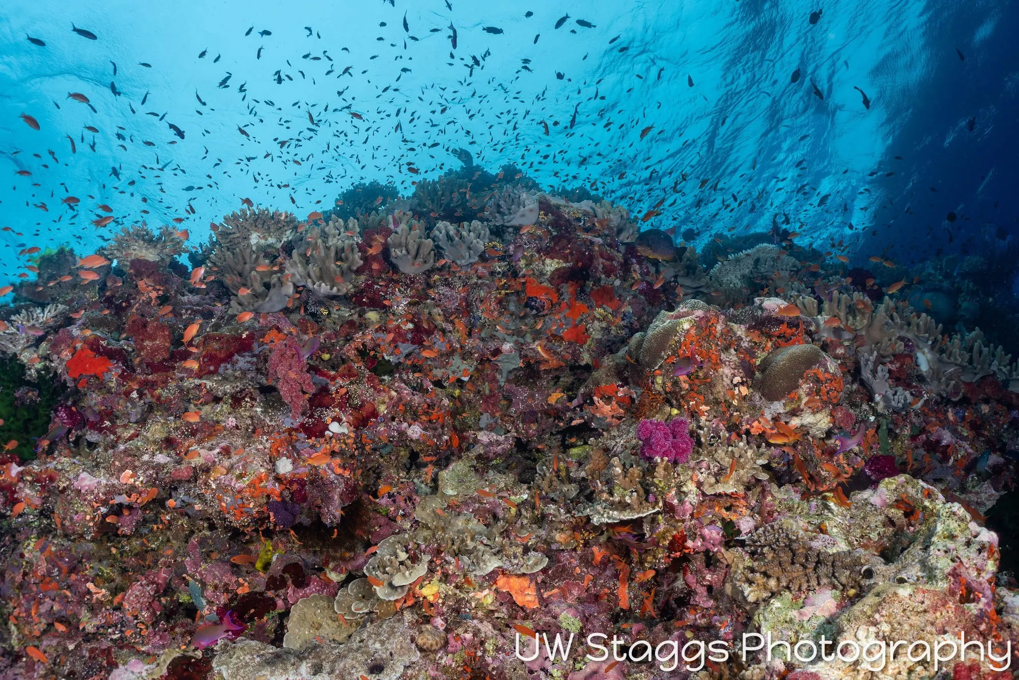 Coral Atoll — Bligh Waters, Fiji