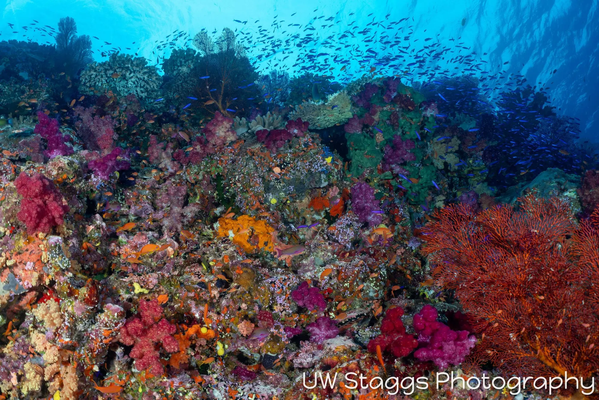 Coral Atoll — Bligh Waters, Fiji