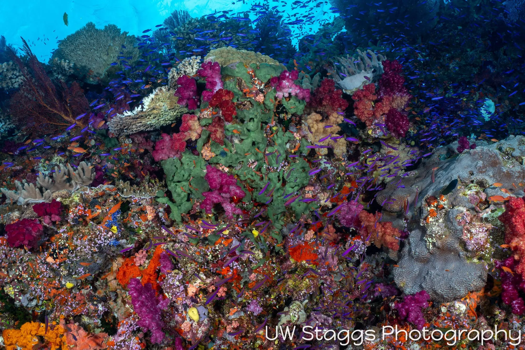 Coral Atoll — Bligh Waters, Fiji
