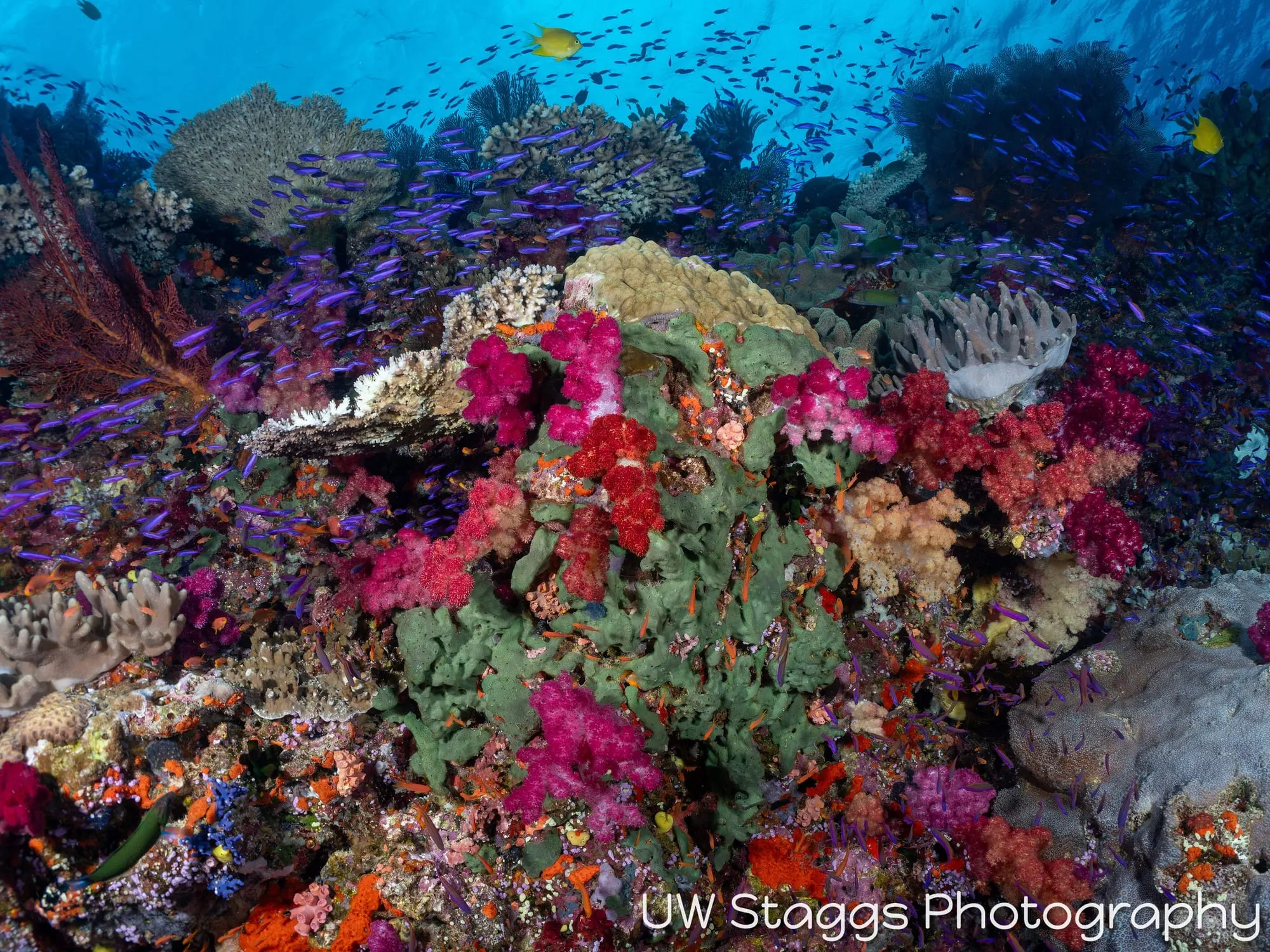 Coral Atoll — Bligh Waters, Fiji