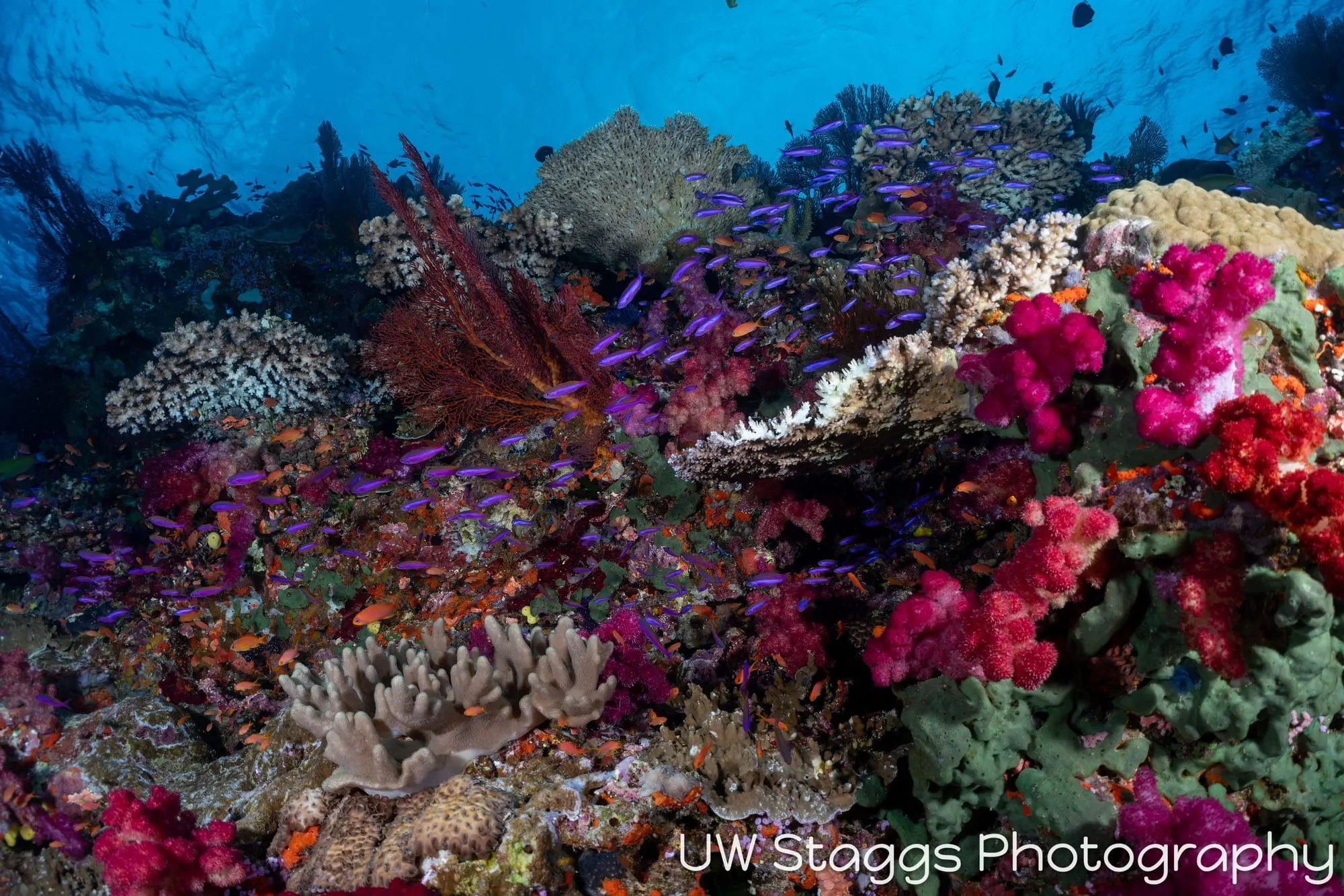 Coral Atoll — Bligh Waters, Fiji