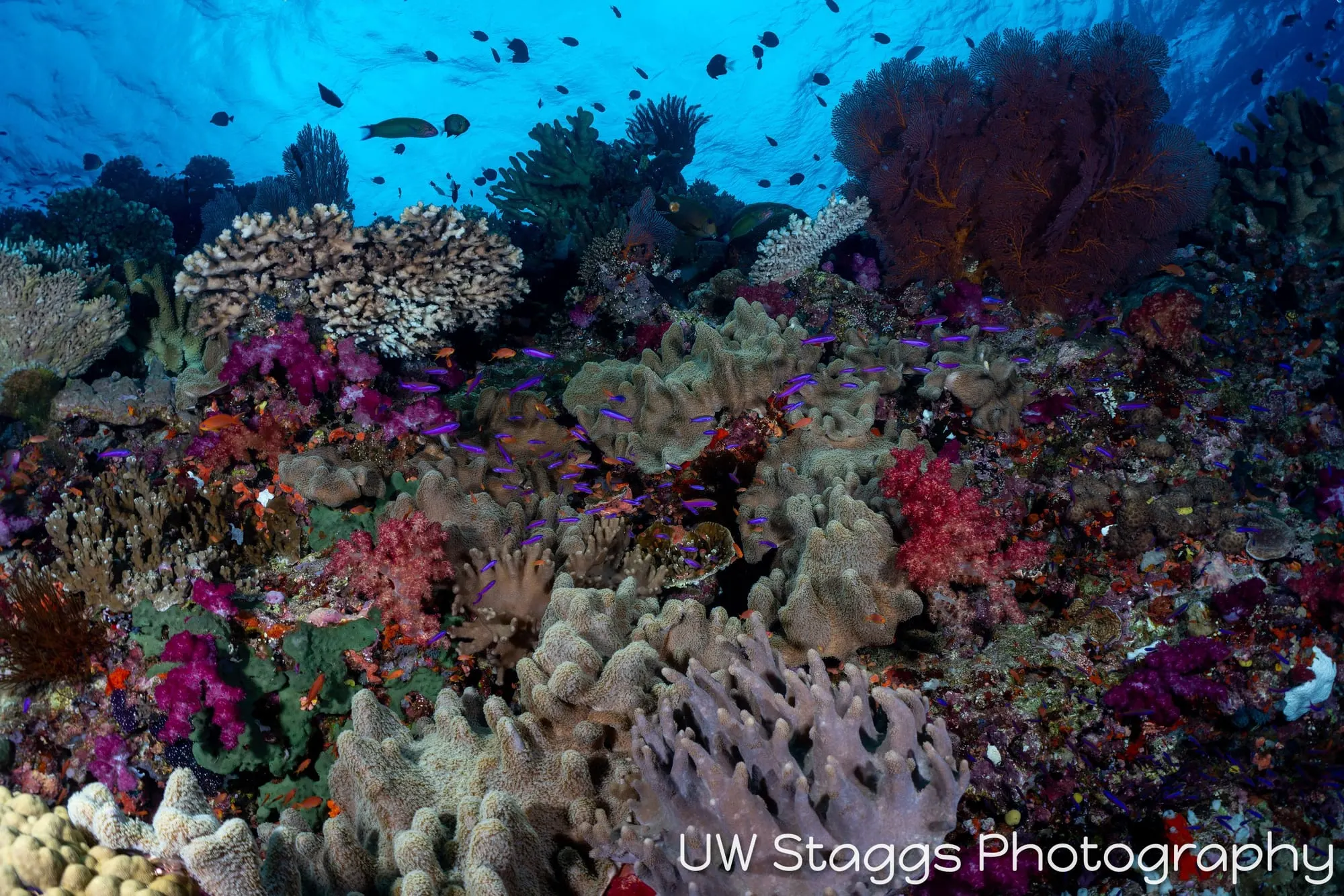 Coral Atoll — Bligh Waters, Fiji
