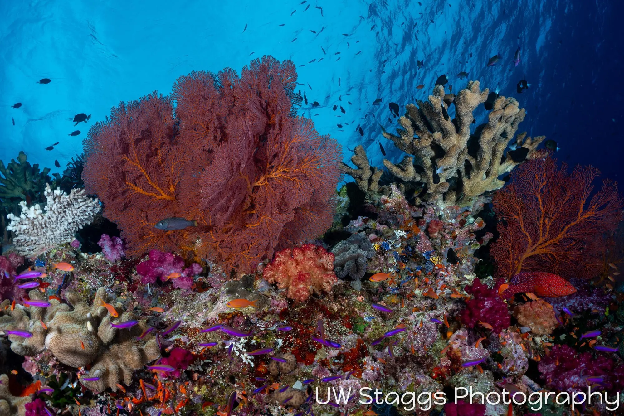 Coral Atoll — Bligh Waters, Fiji