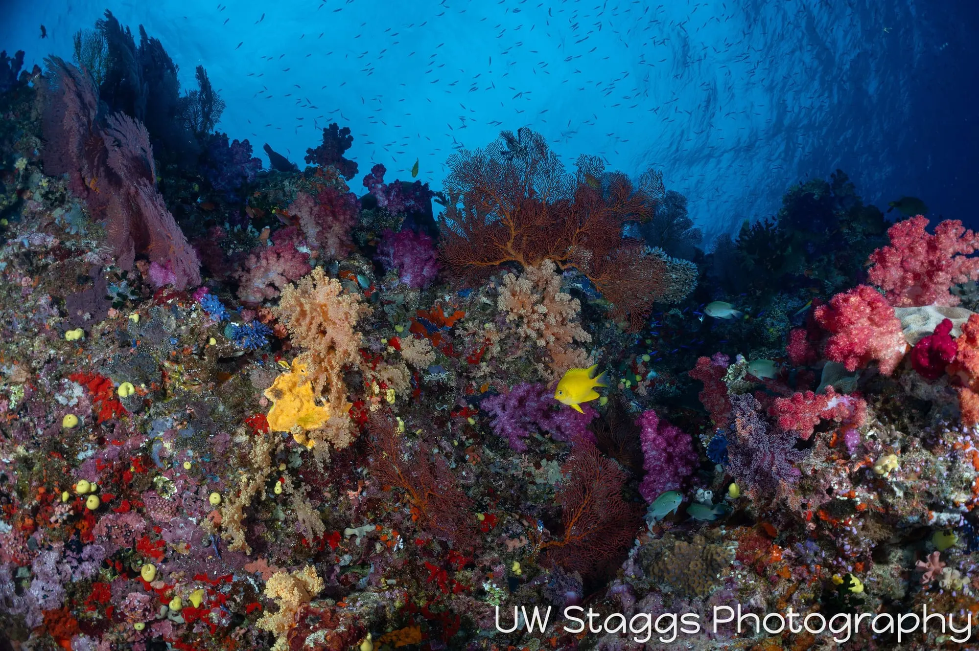 Coral Atoll — Bligh Waters, Fiji