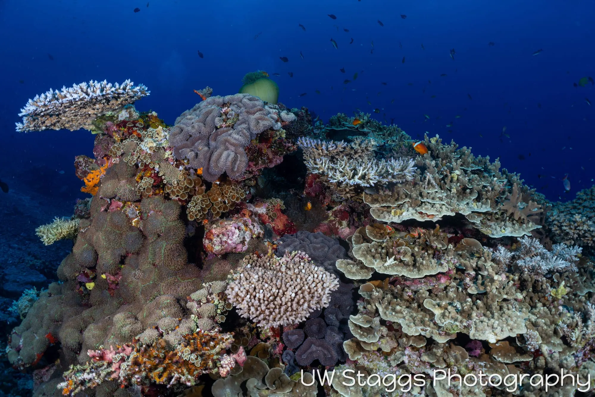 Coral Atoll — Bligh Waters, Fiji