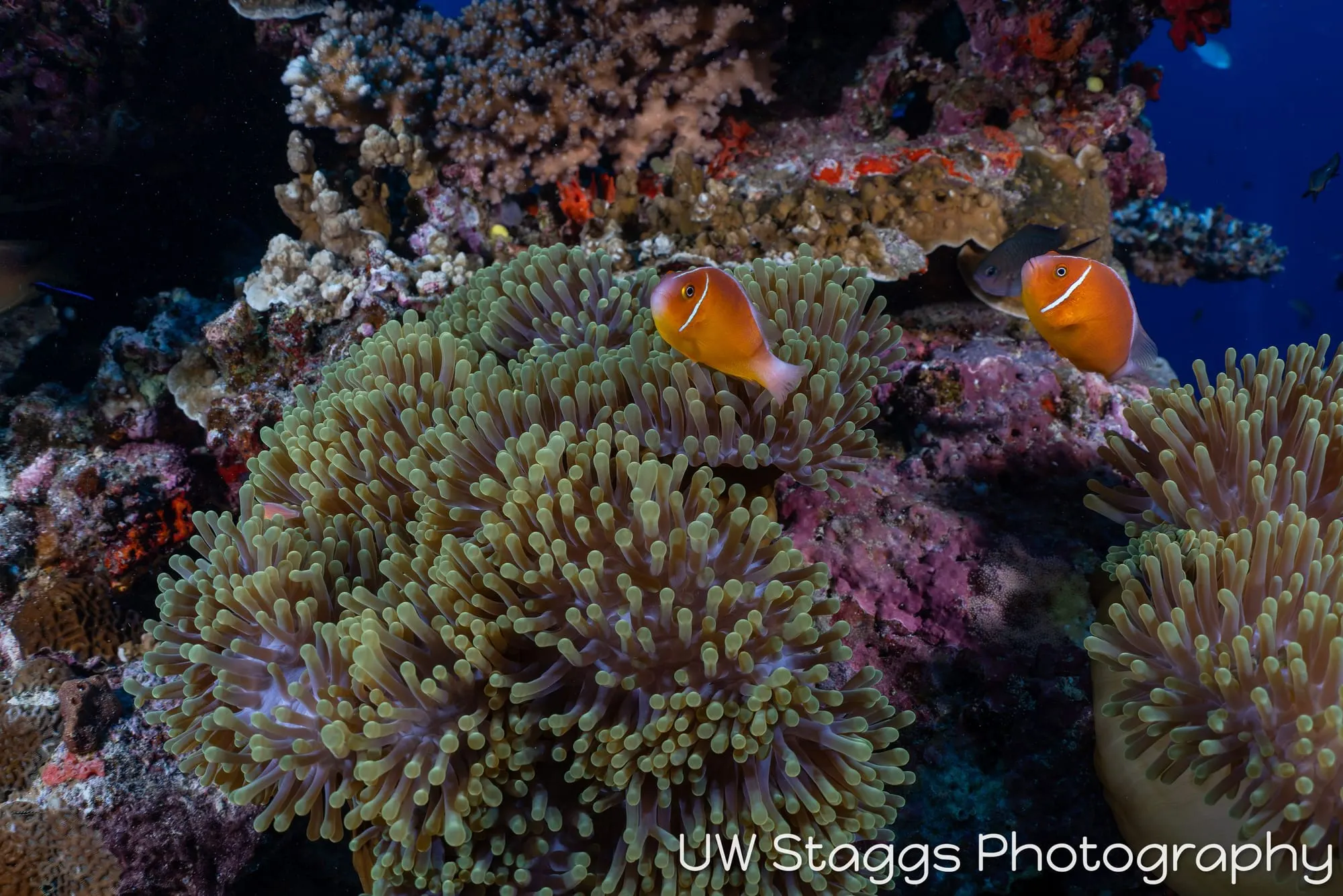 Coral Atoll — Bligh Waters, Fiji