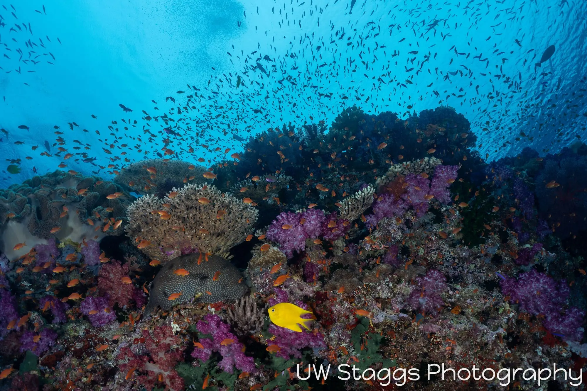 Coral Atoll — Bligh Waters, Fiji