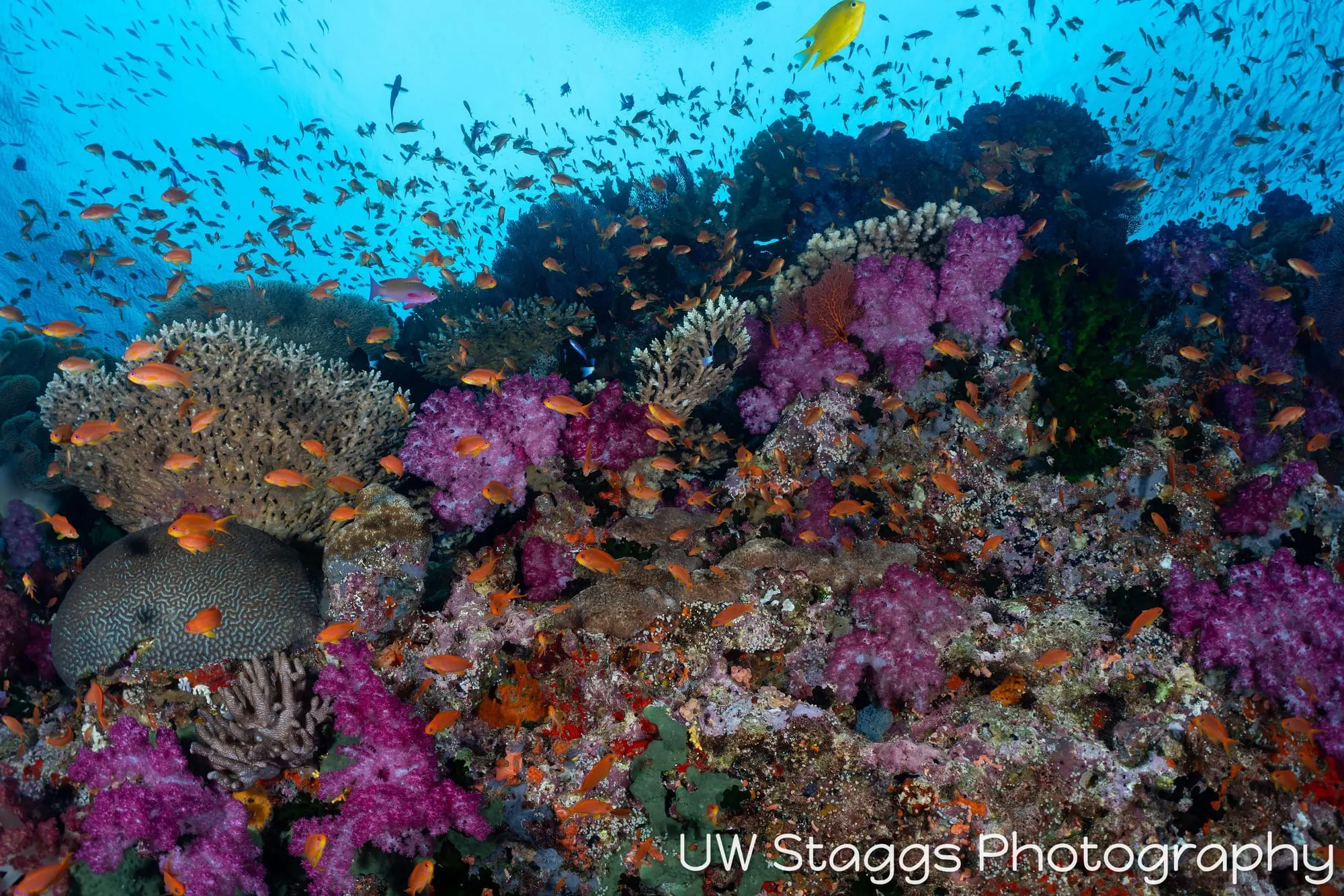 Coral Atoll — Bligh Waters, Fiji
