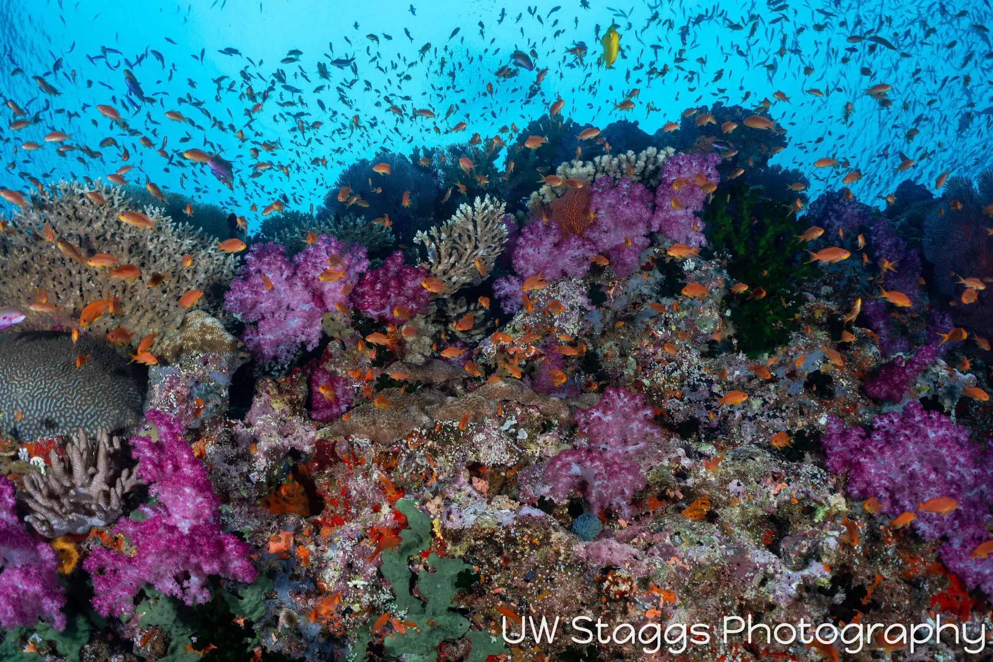 Coral Atoll — Bligh Waters, Fiji