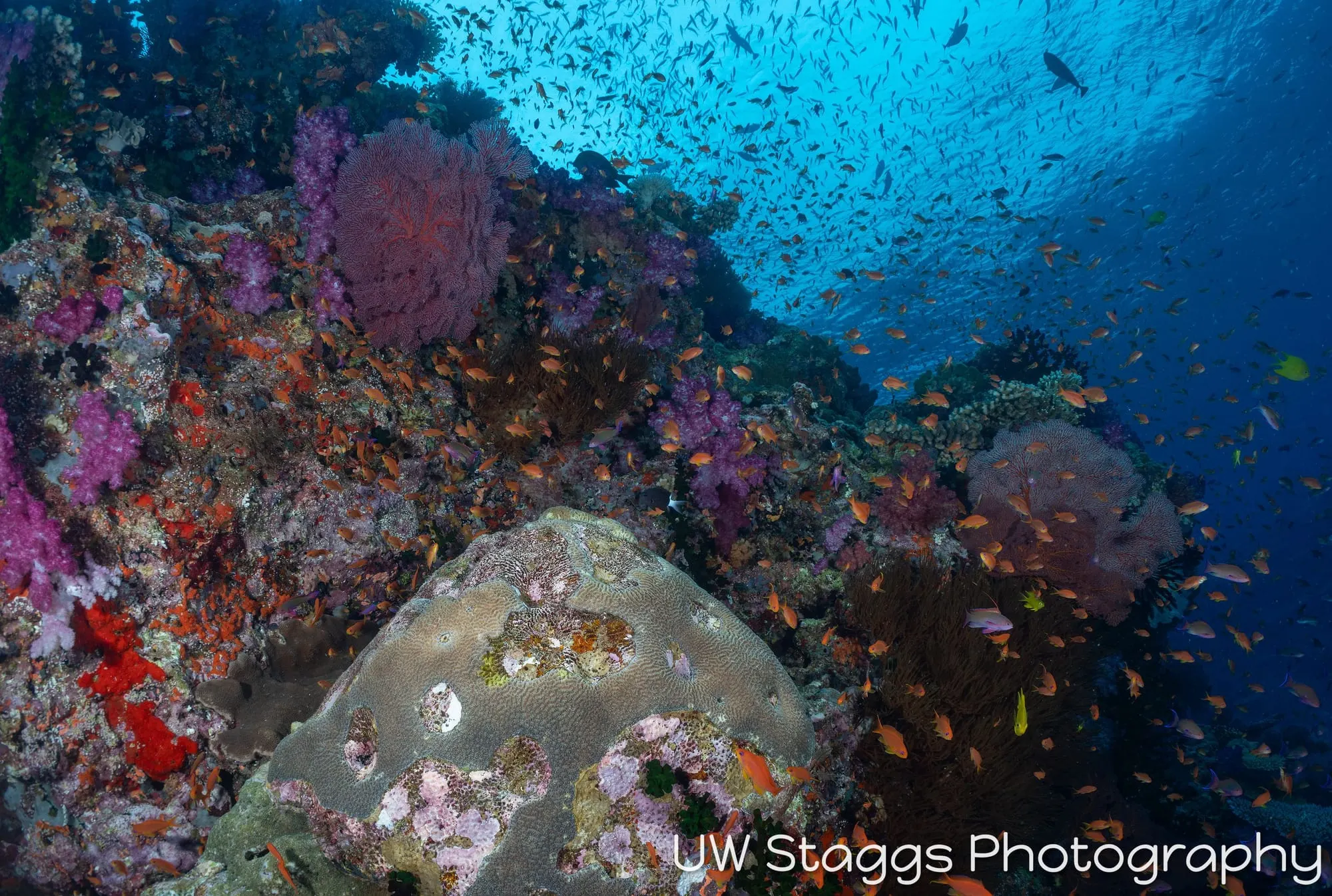Coral Atoll — Bligh Waters, Fiji