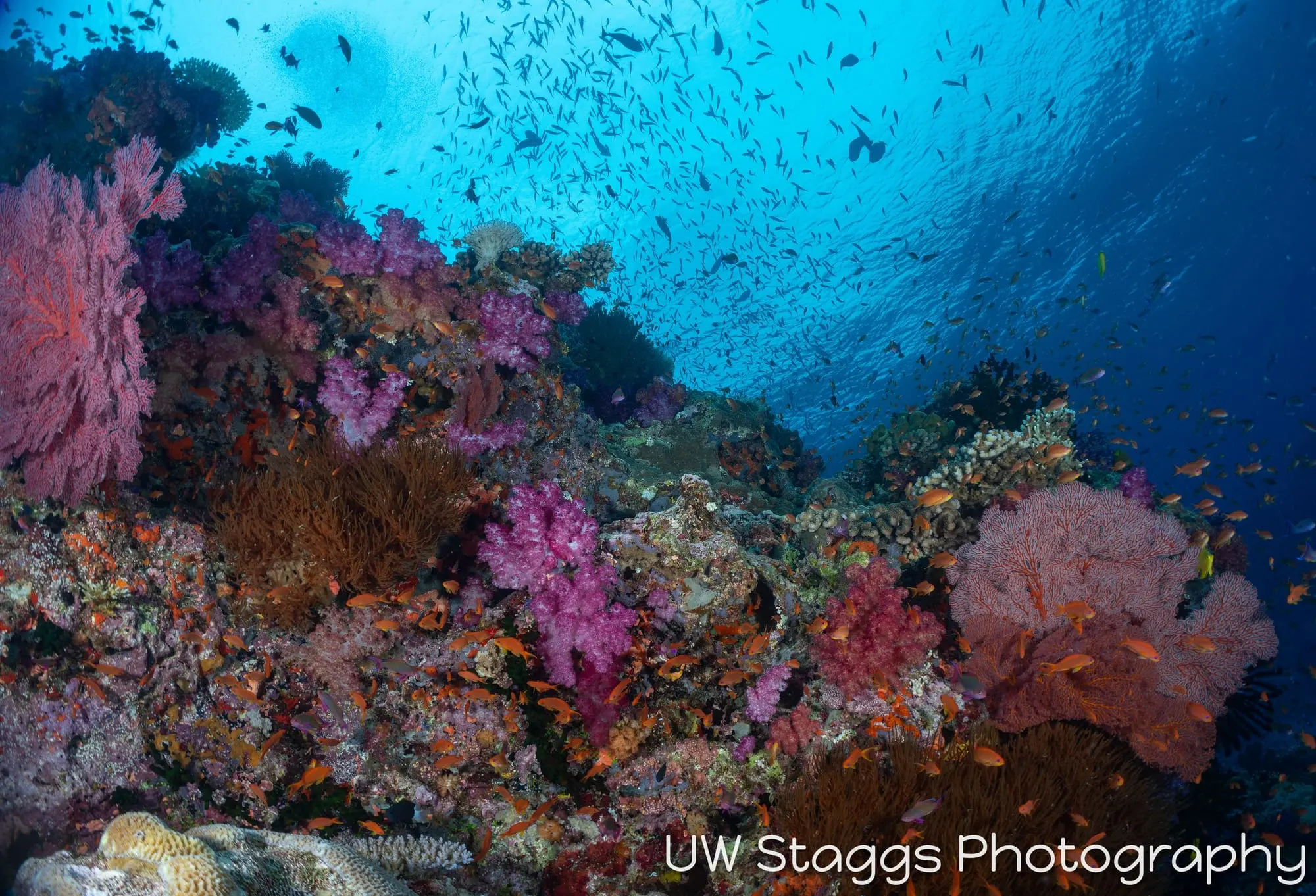 Coral Atoll — Bligh Waters, Fiji