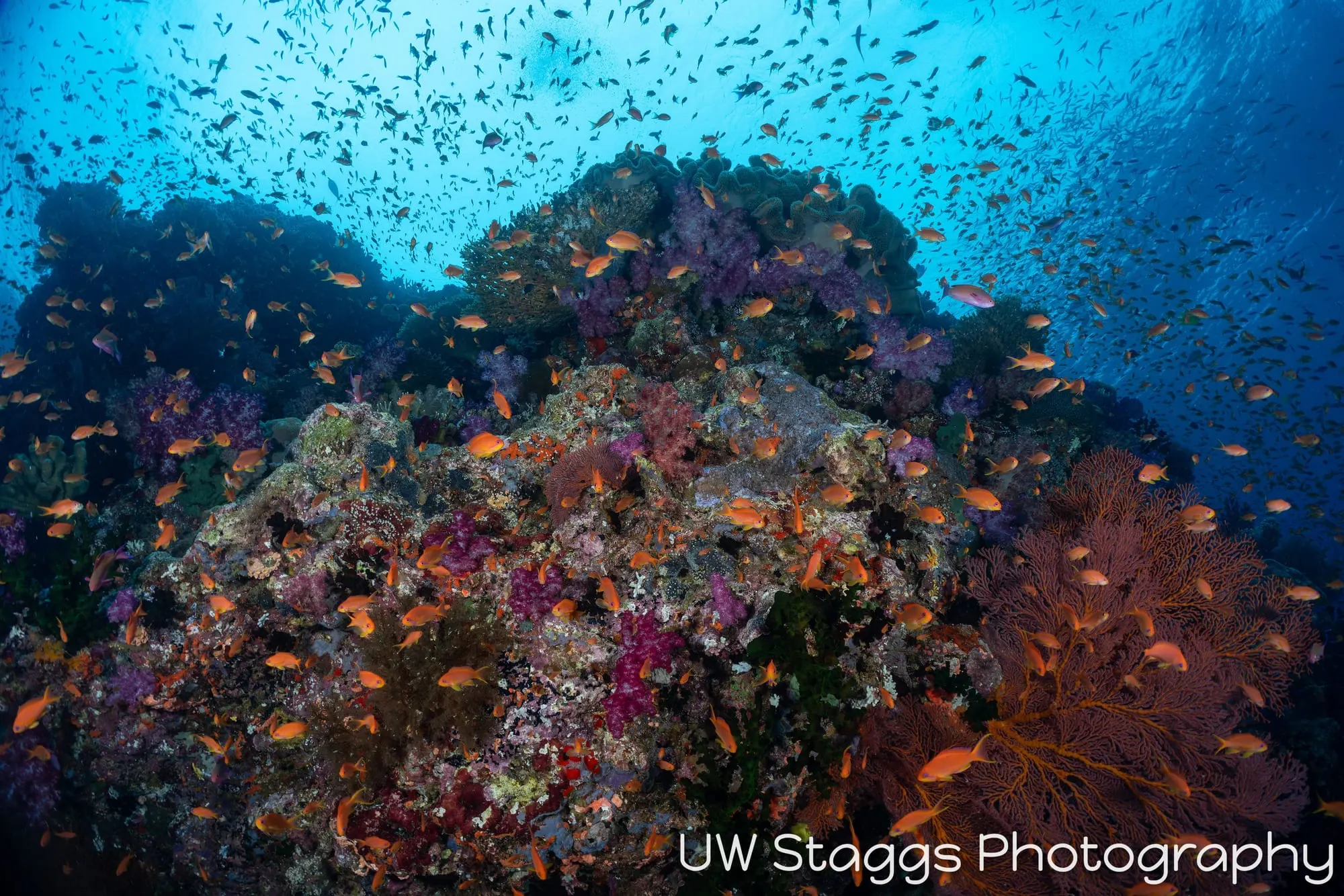 Coral Atoll — Bligh Waters, Fiji