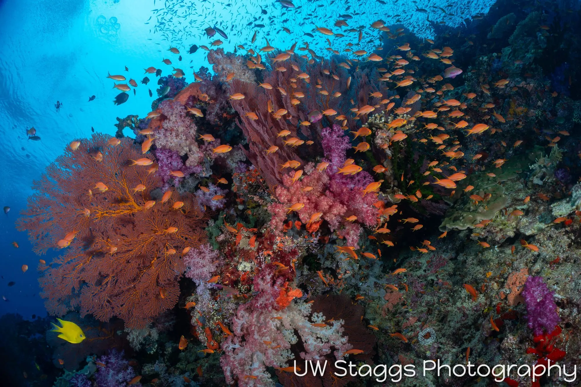 Coral Atoll — Bligh Waters, Fiji