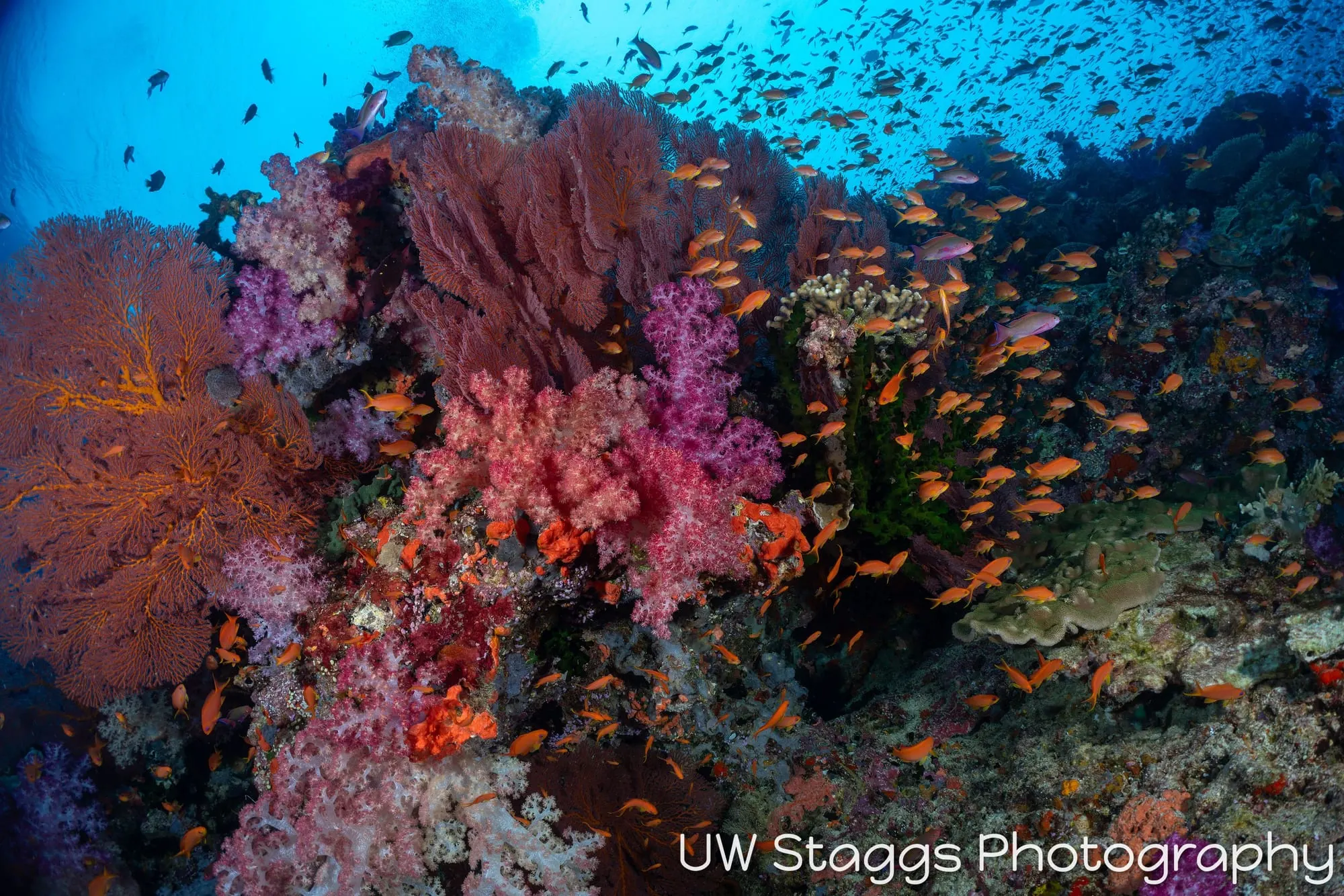 Coral Atoll — Bligh Waters, Fiji