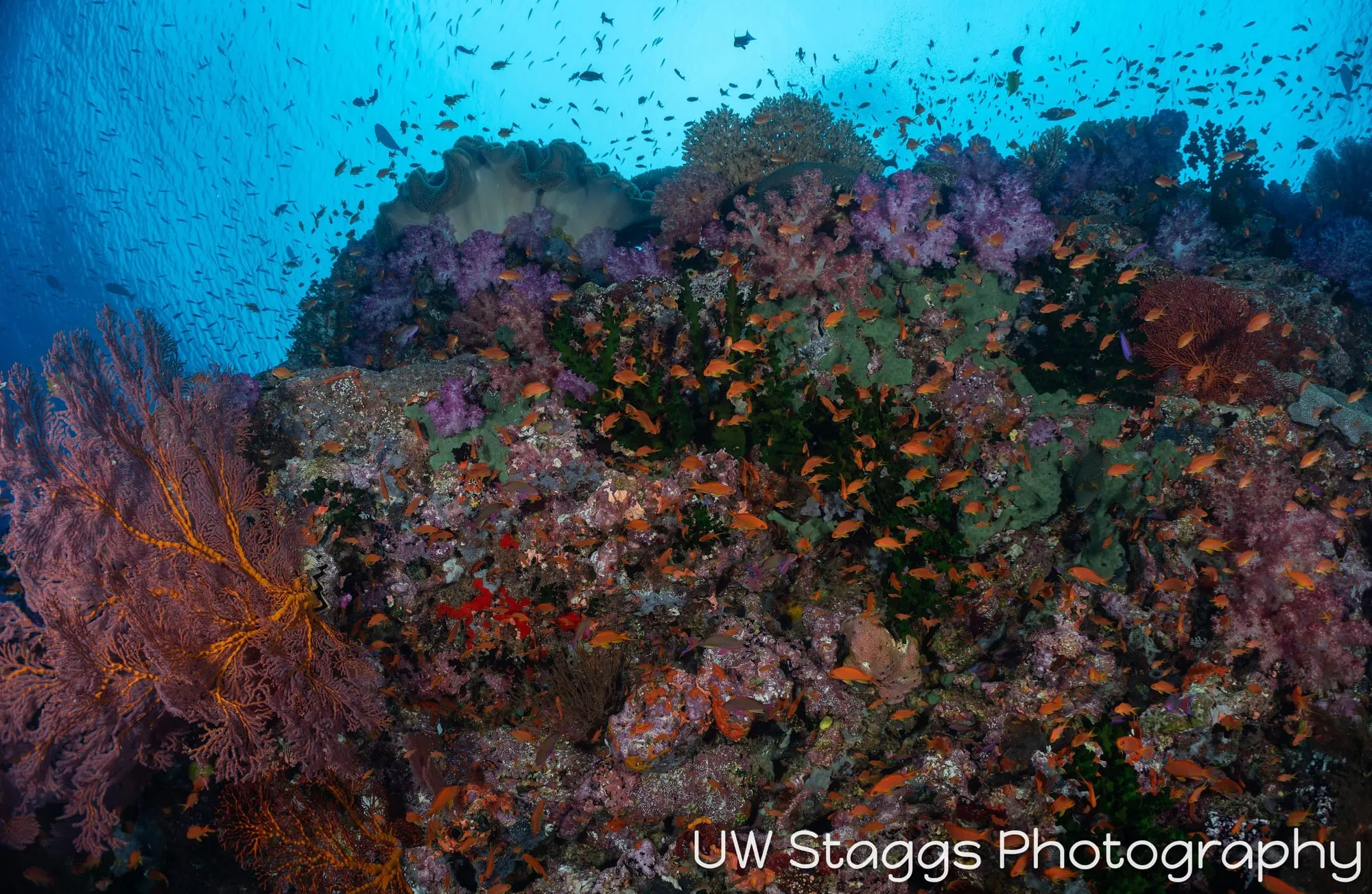 Coral Atoll — Bligh Waters, Fiji