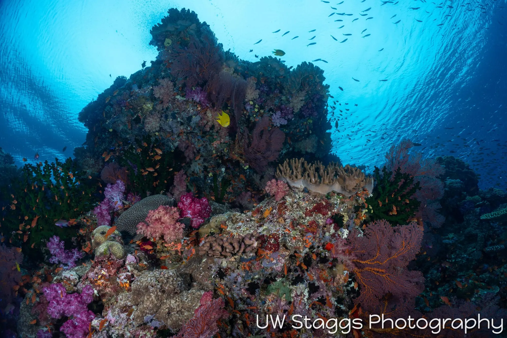 Coral Atoll — Bligh Waters, Fiji