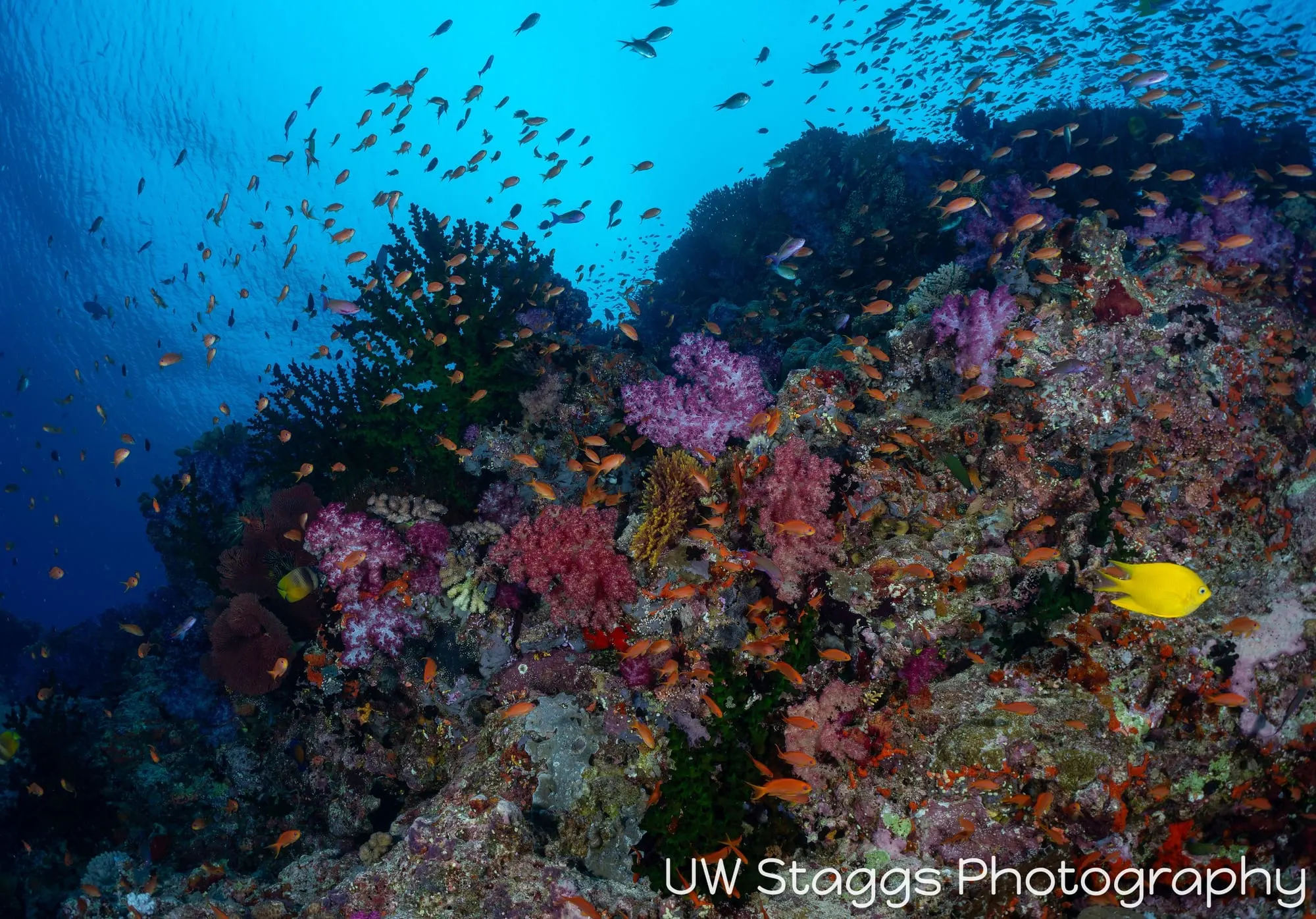 Coral Atoll — Bligh Waters, Fiji