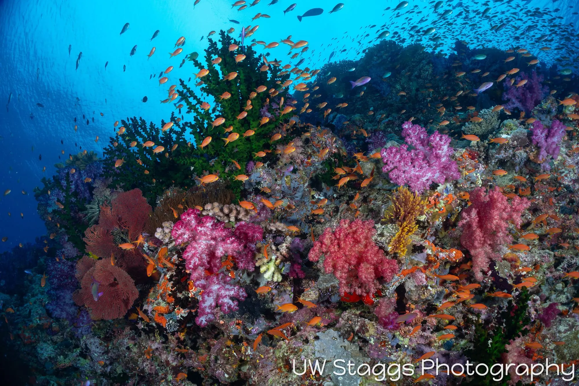 Coral Atoll — Bligh Waters, Fiji