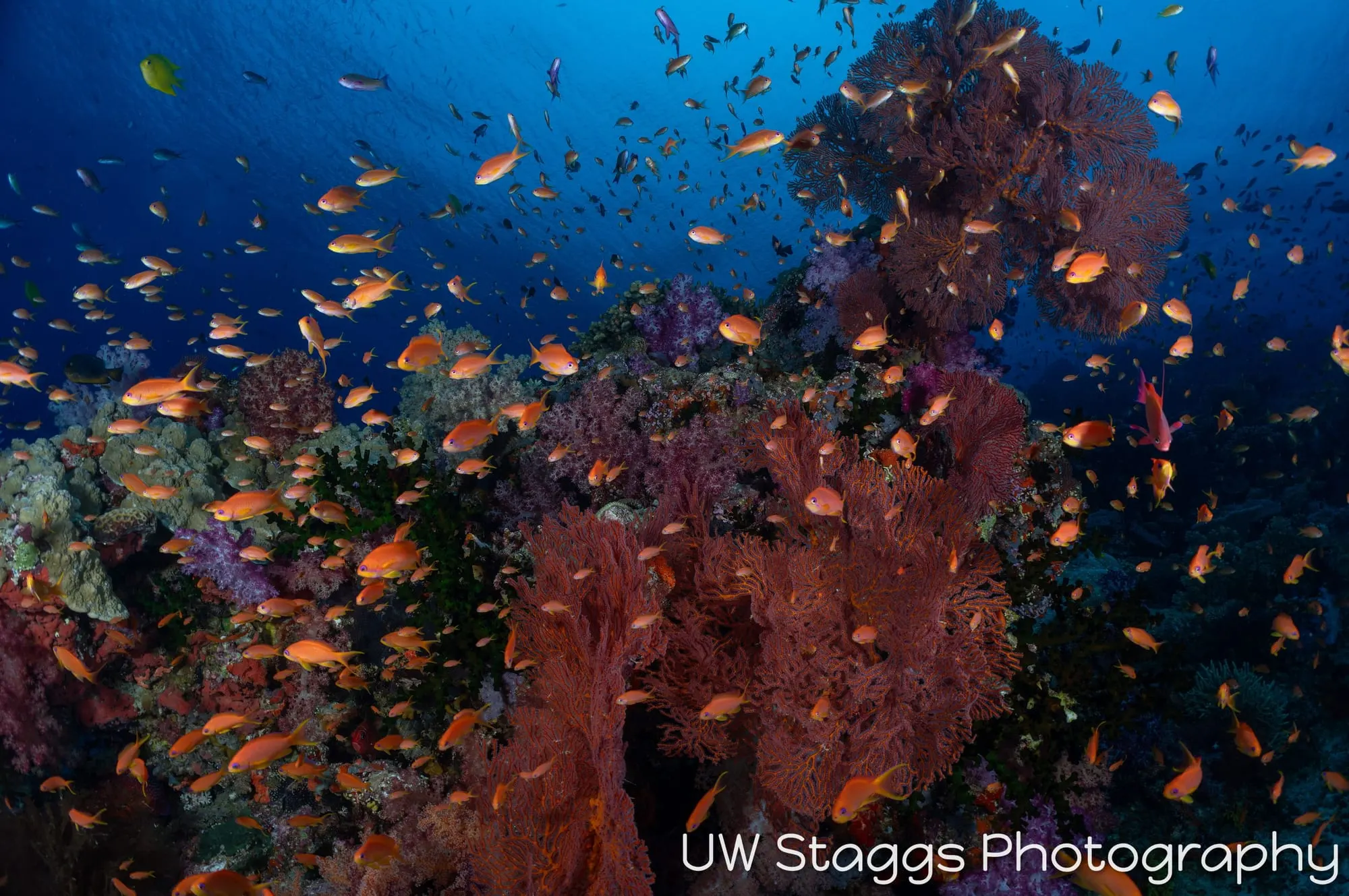Coral Atoll — Bligh Waters, Fiji