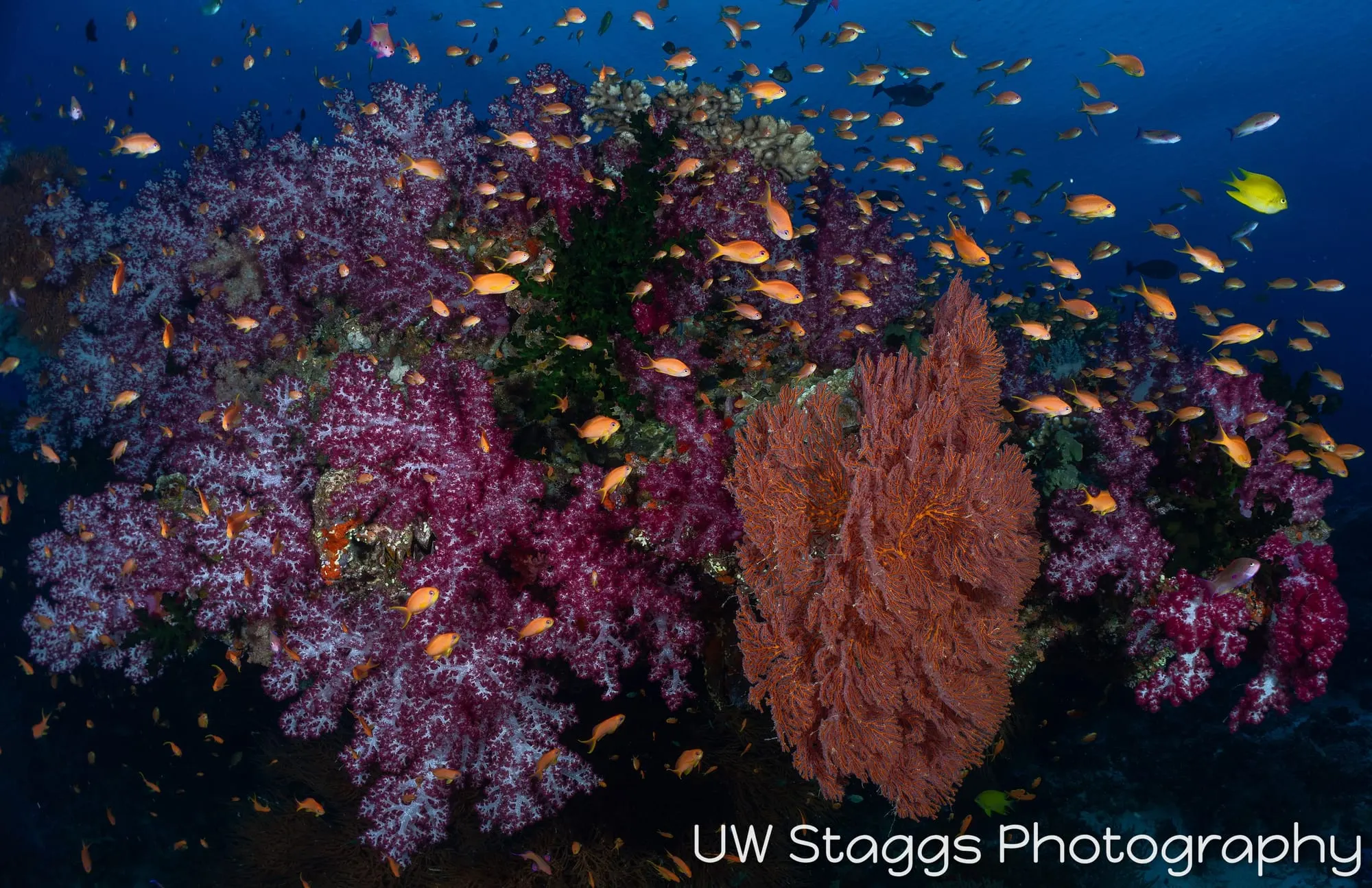 Coral Atoll — Bligh Waters, Fiji