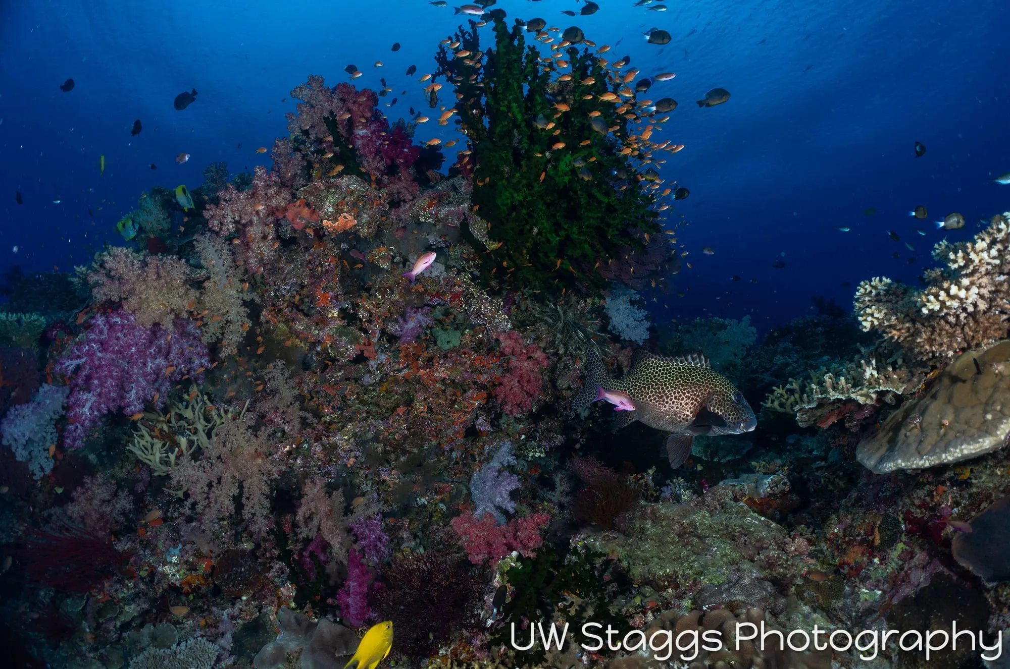 Coral Atoll — Bligh Waters, Fiji