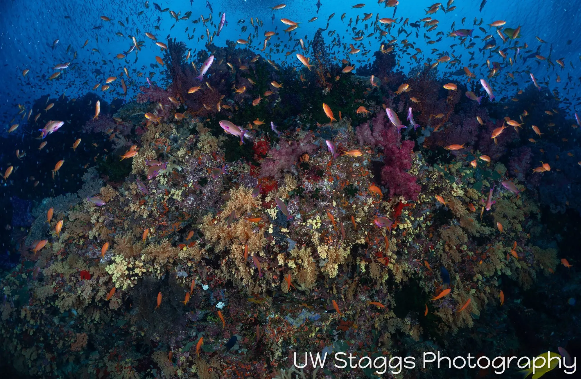 Coral Atoll — Bligh Waters, Fiji